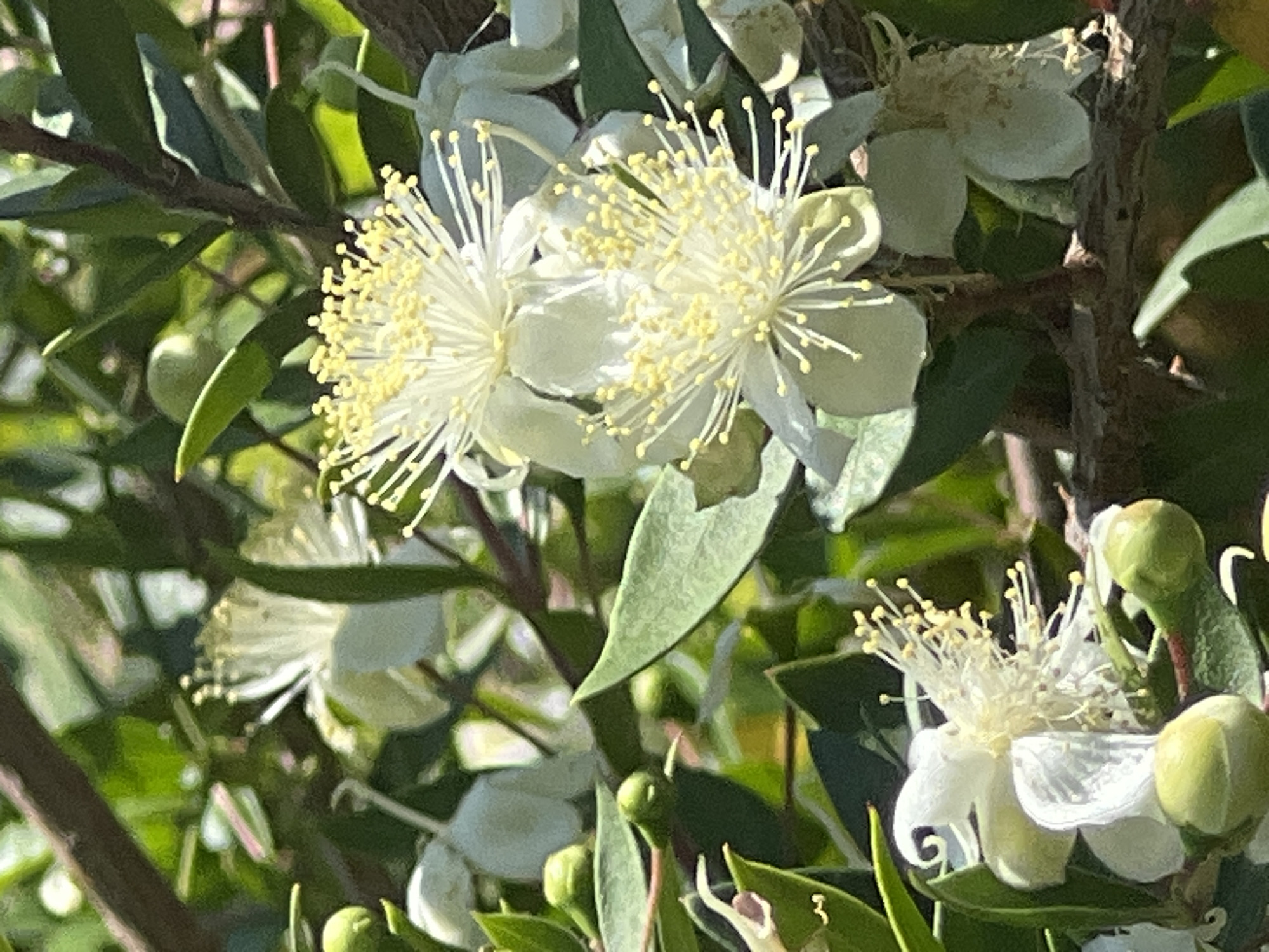 This media file is a close-up photograph of white flowers with prominent yellow stamens, likely Myrtus communis (common myrtle). The flowers are surrounded by green leaves and branches, creating a lush, natural setting. Some buds are also visible, suggesting the plant is in bloom. The lighting indicates it is daytime, with sunlight casting shadows and highlighting the delicate details of the petals and stamens. The image appears to be taken outdoors, possibly in a garden or natural landscape. There is no visible text. The location context of Budva, Montenegro, suggests a Mediterranean or similar climate, which is consistent with the appearance of the plant. The overall mood is serene and natural.