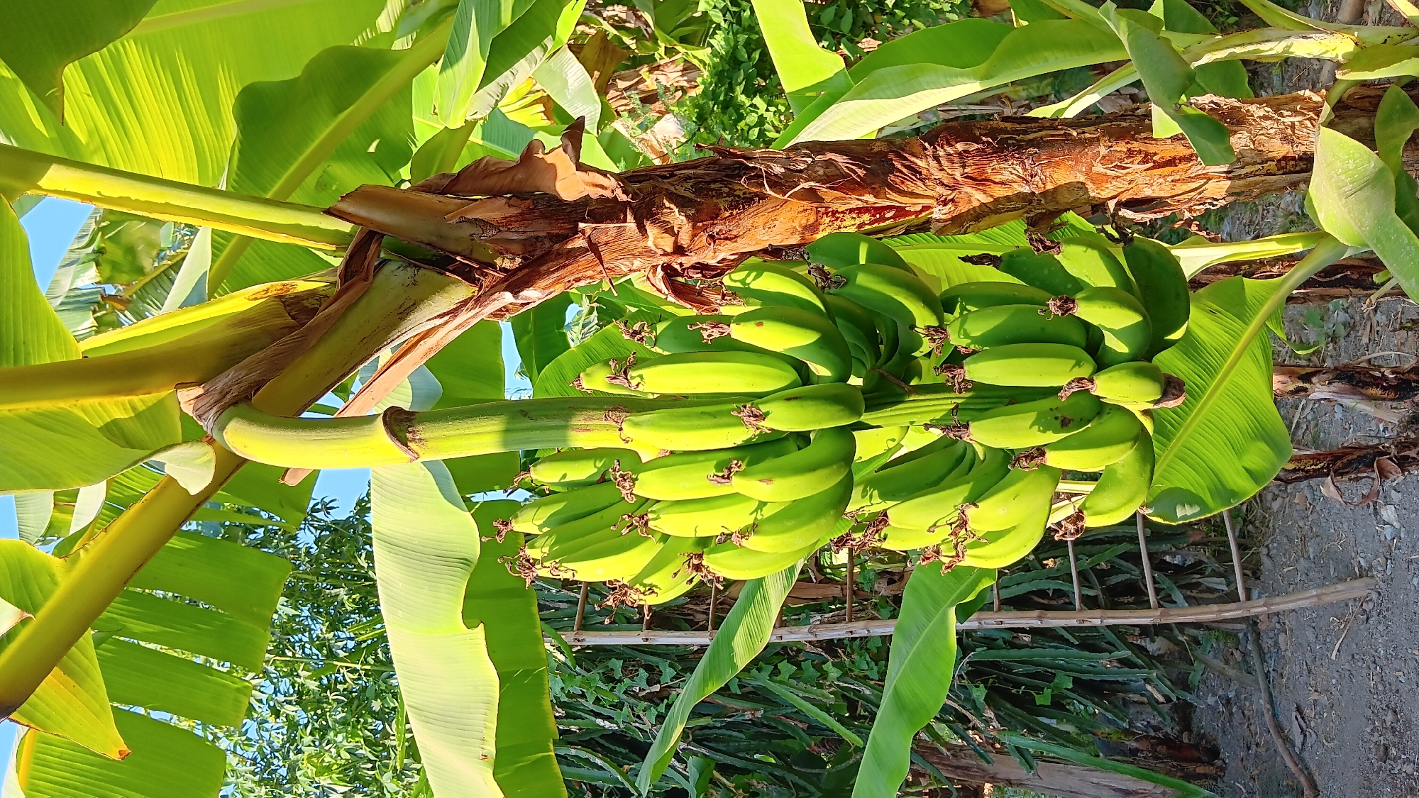 A bunch of green, unripe bananas hangs from a banana tree in Sonobekel, Indonesia. The bananas are arranged in multiple hands, with each individual banana elongated and slightly curved. The banana tree's large, vibrant green leaves form a lush backdrop, some catching the sunlight and appearing almost translucent. In the background, a wooden ladder leans against a dragon fruit plant, its spiky vines visible. The ground below is covered in loose gravel and dry soil. The overall scene is bathed in bright, natural light, suggesting it is daytime.
