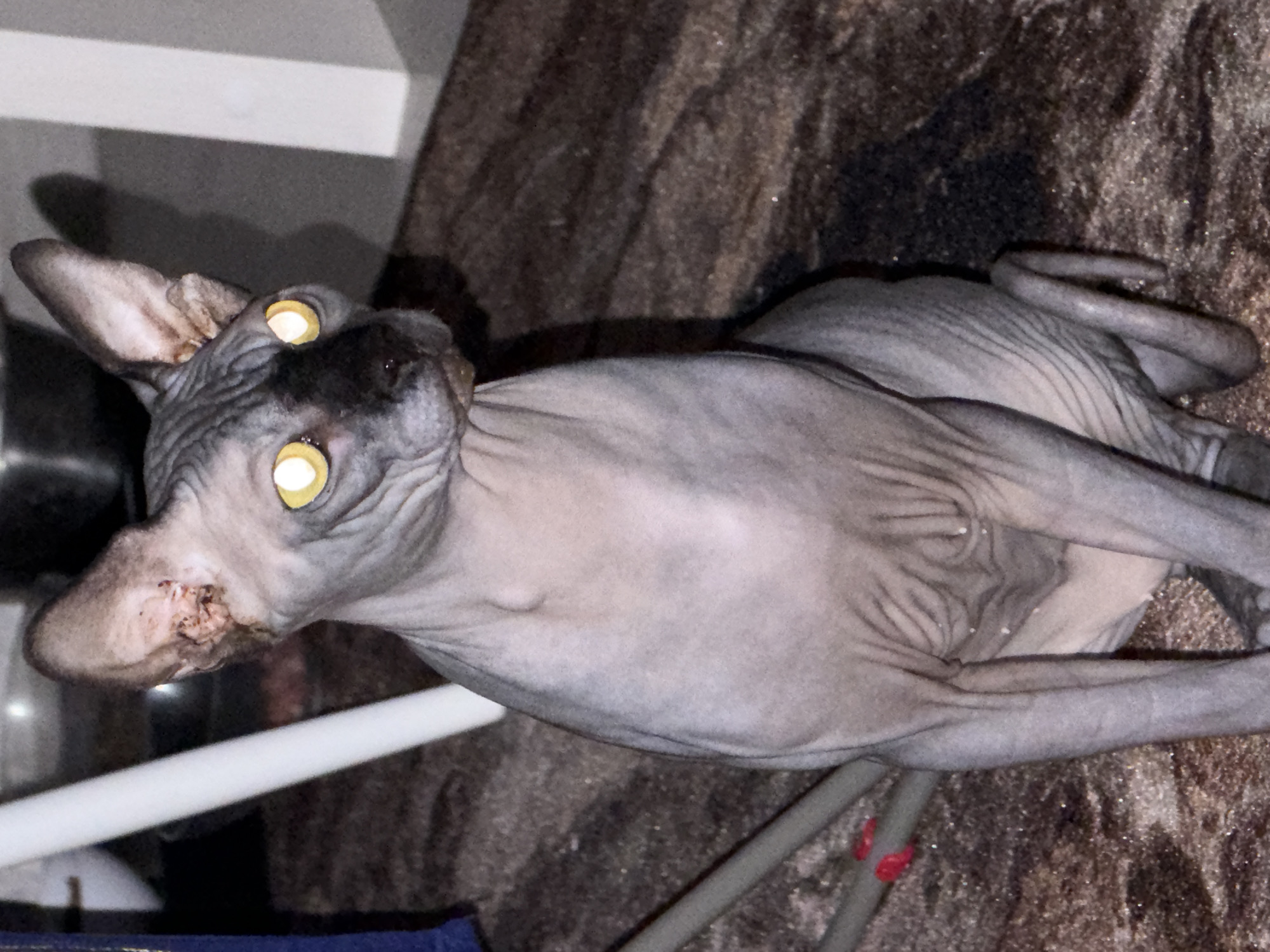 The image shows a Sphinx cat sitting on a dark, textured carpet. The cat has light yellow eyes that are glowing, and its skin is wrinkled and gray with darker markings on its face and back. The cat is facing the viewer and appears to be indoors. The background is dark and out of focus, with some blurry white and gray shapes visible, possibly furniture or walls. A white, cylindrical object is partially visible on the left side of the image, and a thin, gray rod with a red tie is on the lower left. There is no identifiable context to suggest a location in Kaliningrad, Russia.