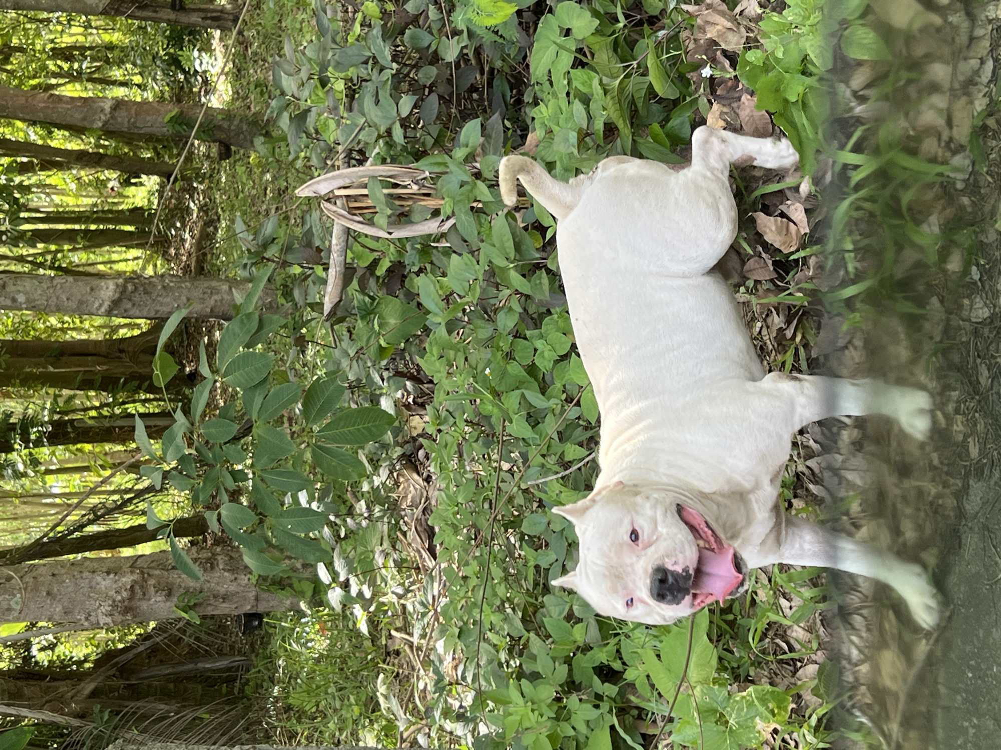 The image shows a white dog lying in the grass in a forest. The dog has a black nose and its tongue is hanging out. The forest is in Baan Nok Sai, Thailand. There are trees and green plants around the dog. There is a bamboo structure next to the dog. The area is grassy and somewhat overgrown.
