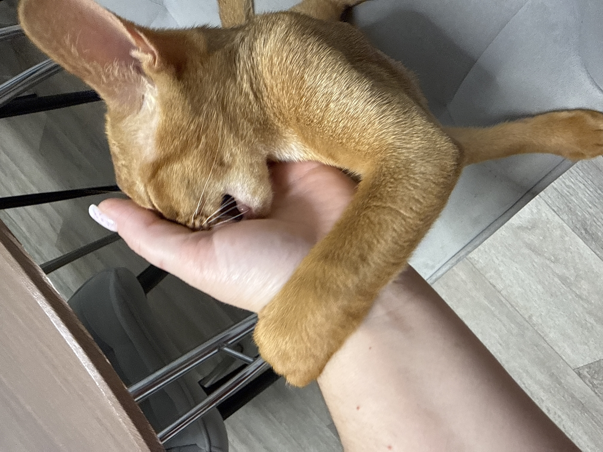 A close-up, high-angle shot shows an orange tabby cat lying on a person's hand, with its head resting on the hand. The cat's fur is short and tawny, with subtle tabby markings. Its eyes are closed, and its mouth is slightly open, with whiskers visible. The person's hand is pale, with a white fingernail visible on one finger. The background consists of a gray upholstered surface and a wooden floor with a light gray wood grain pattern. A metal chair with thin legs is partially visible to the left. The scene appears to be indoors, possibly in a living room or bedroom, with neutral lighting suggesting daytime. The overall mood is one of comfort and affection between the cat and the person. No text is visible in the image.
