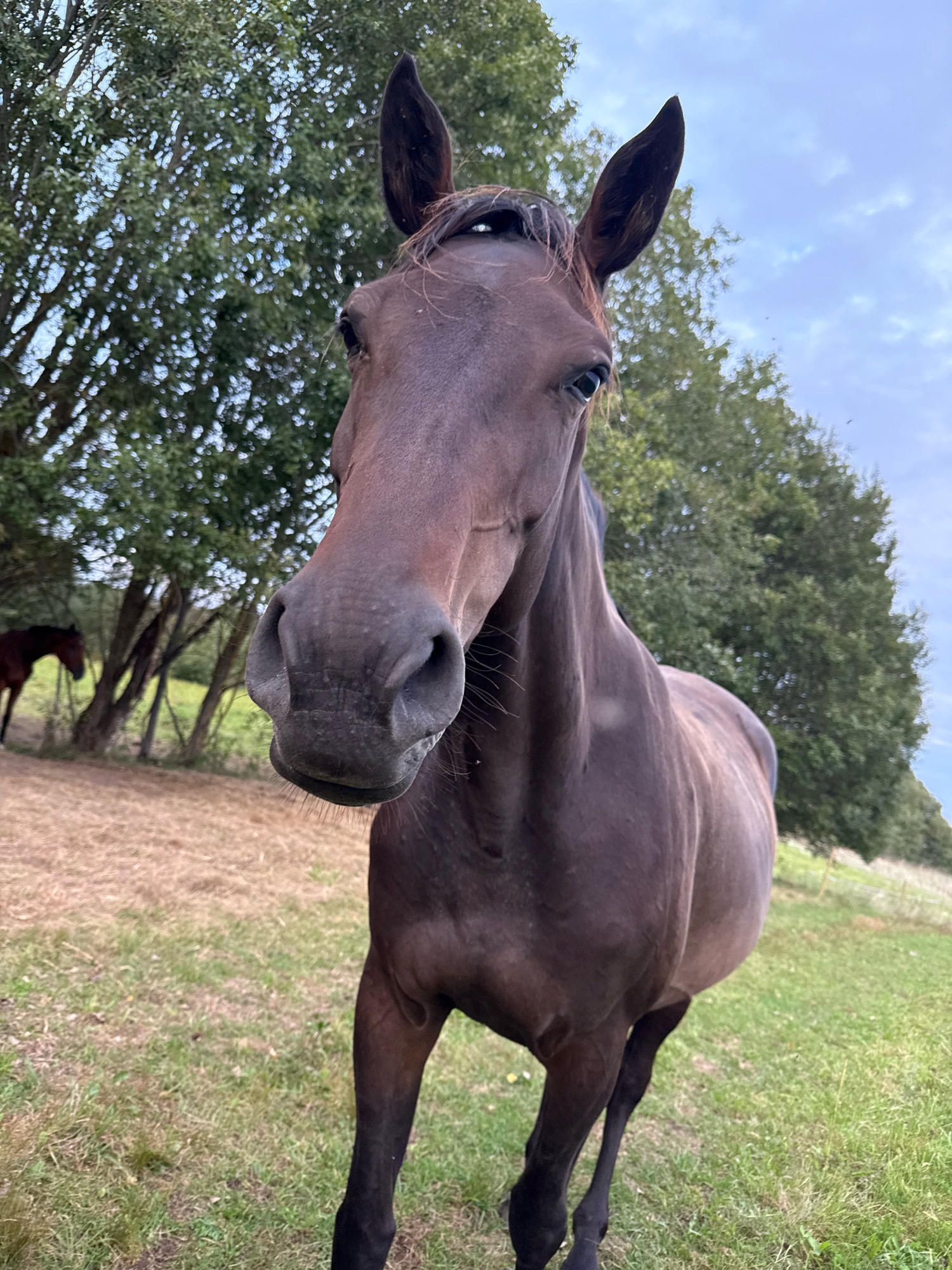 A brown horse is standing in a grassy field in Galinė, Lithuania. The horse is facing the camera and its head is close to the lens. In the background, there are trees and a cloudy sky. Another brown horse is visible in the distance to the left of the frame. The ground is covered in dry grass and some green grass.