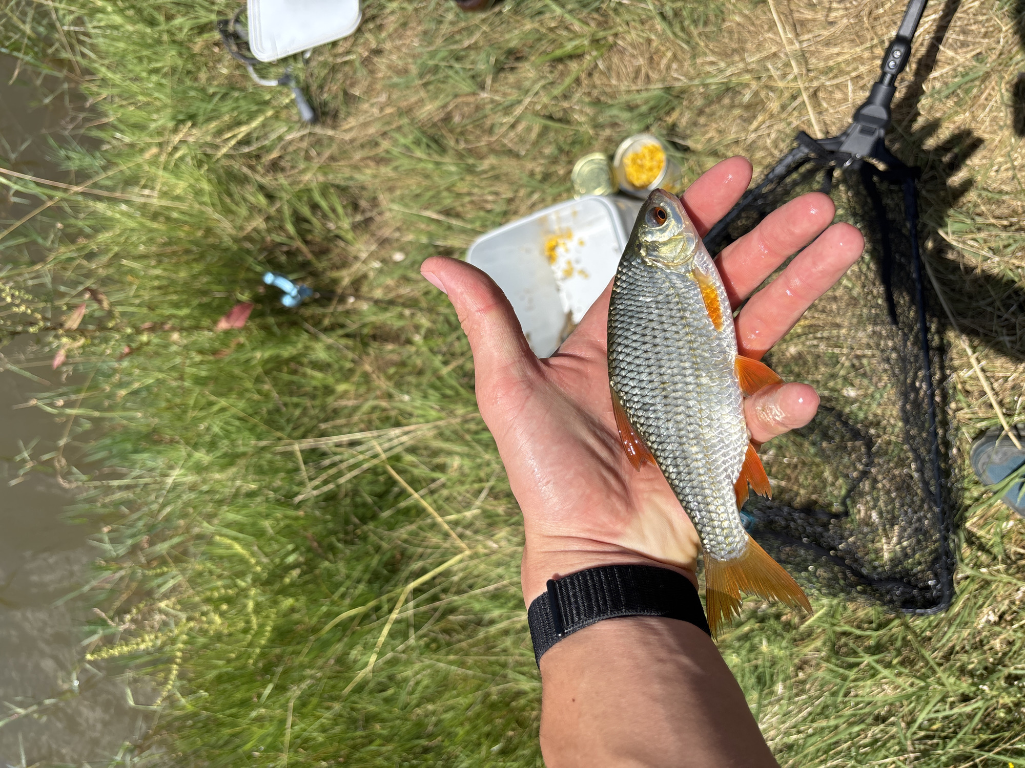 A close-up, overhead shot shows a person's hand holding a small, silver-scaled fish with bright orange fins. The fish is positioned horizontally across the palm, with its head pointing to the right. The person's wrist is adorned with a black fabric watchband. In the background, out of focus, is a grassy bank with lush green vegetation and a body of water. A fishing net lies on the grass below the hand, and to the right of the fish, there are two small containers, one white and one clear, filled with yellow bait, likely corn. The scene suggests an outdoor fishing activity, possibly near a river or lake. The location is identified as Velikdenche, Bulgaria.