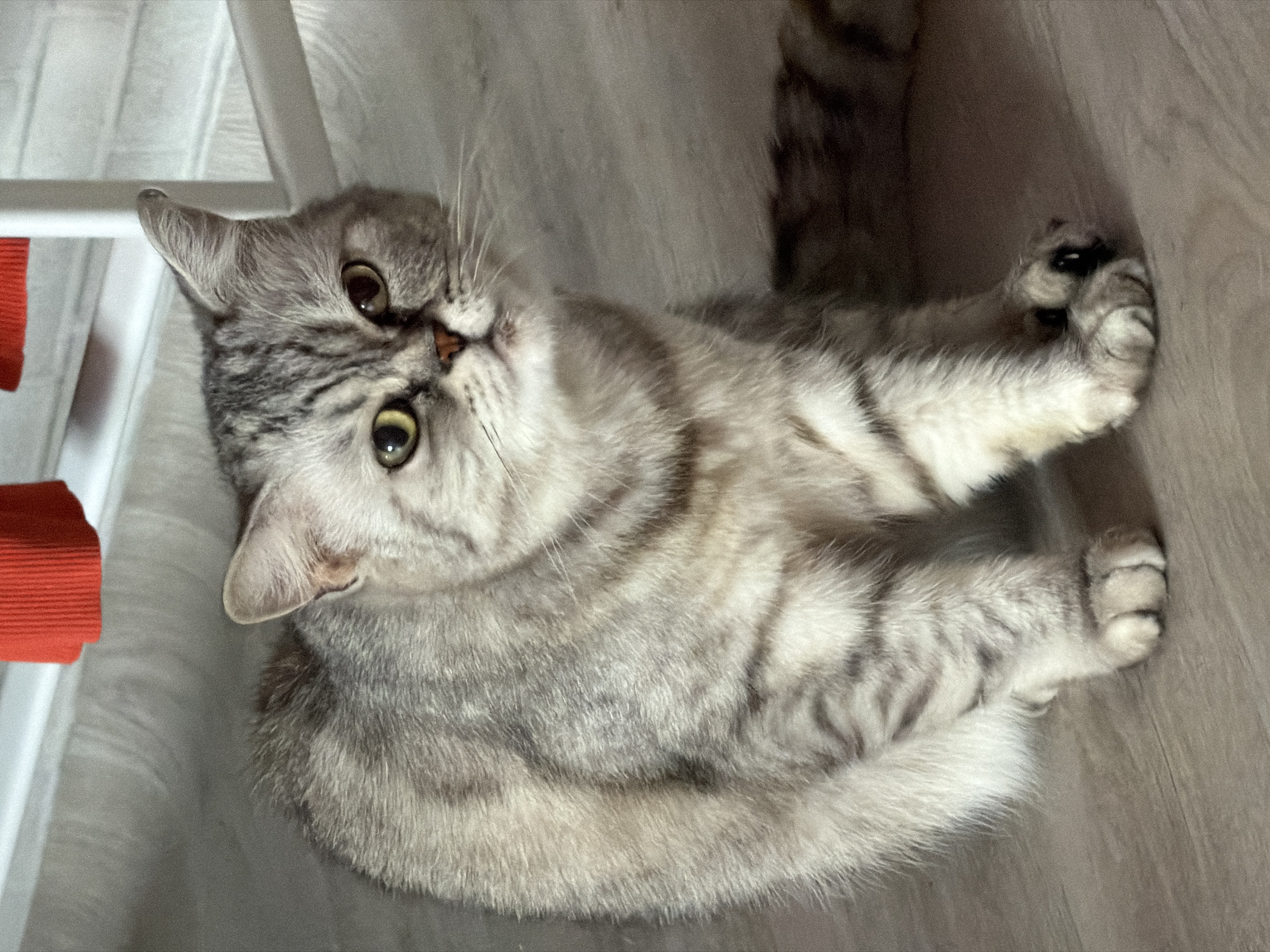 A British Shorthair cat sits on a wooden floor, its silver tabby coat clearly visible. The cat's gaze is directed towards the viewer, with its head slightly tilted. The background features a blurry white chair and a hint of a red fabric object. The scene appears to be indoors, in a domestic setting. The provided crops focus on different parts of the cat's body and fur, as well as elements of the surrounding environment. There is no information in the image to suggest a location in Chaikovsky, Russia.