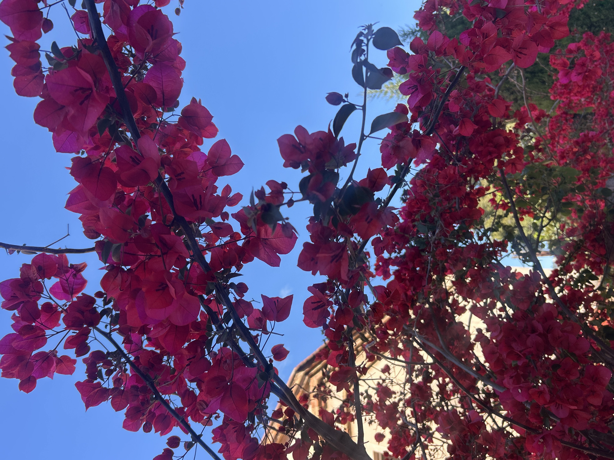 The image shows a view looking upwards through a pink bougainvillea tree against a clear blue sky. In the background, a building with a beige facade and a red-tiled roof is partially visible. The photo appears to be taken in the city of Barcelona, Spain due to the architectural style and presence of bougainvillea.