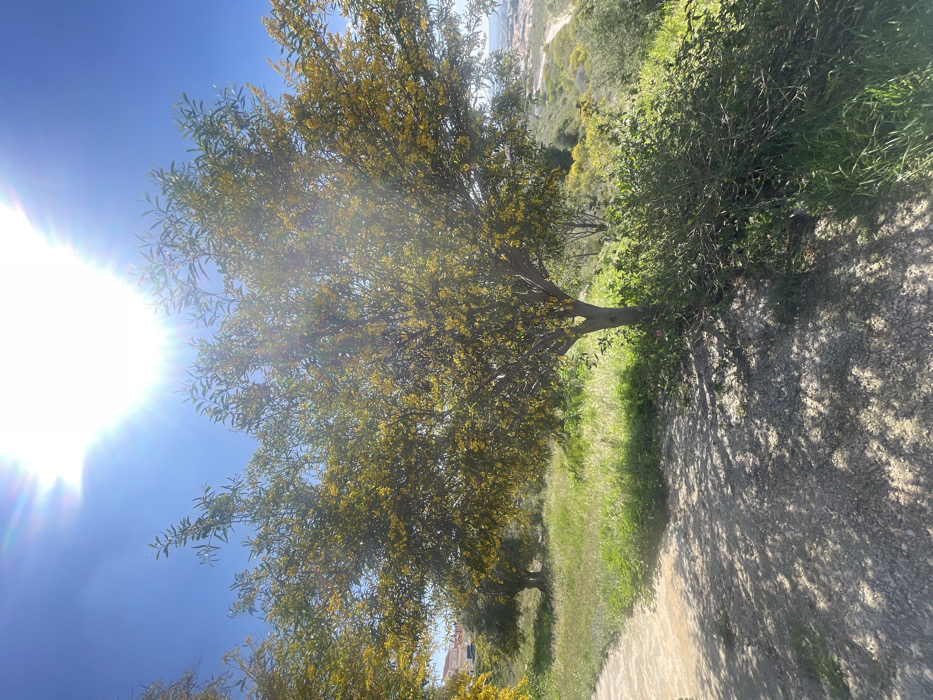 This image depicts a sunlit outdoor scene in Urbanización Ciudad Quesada, Spain, under a clear blue sky. A prominent deciduous tree, heavily laden with small yellow blossoms, stands in the foreground towards the right, its canopy extending into the frame's upper half. Direct sunlight from the upper right quadrant creates a strong lens flare and casts distinct, dappled shadows across a light-colored, possibly gravel or dirt, path occupying the lower left portion of the frame. Beyond the path and behind the main tree, a verdant hillside with various green vegetation and scattered smaller trees extends. In the distant background, rolling hills with sparse yellow-flowering vegetation are visible, leading to what appears to be a cluster of white and light-colored buildings, indicative of an urban or residential area. No individuals or animals are present.