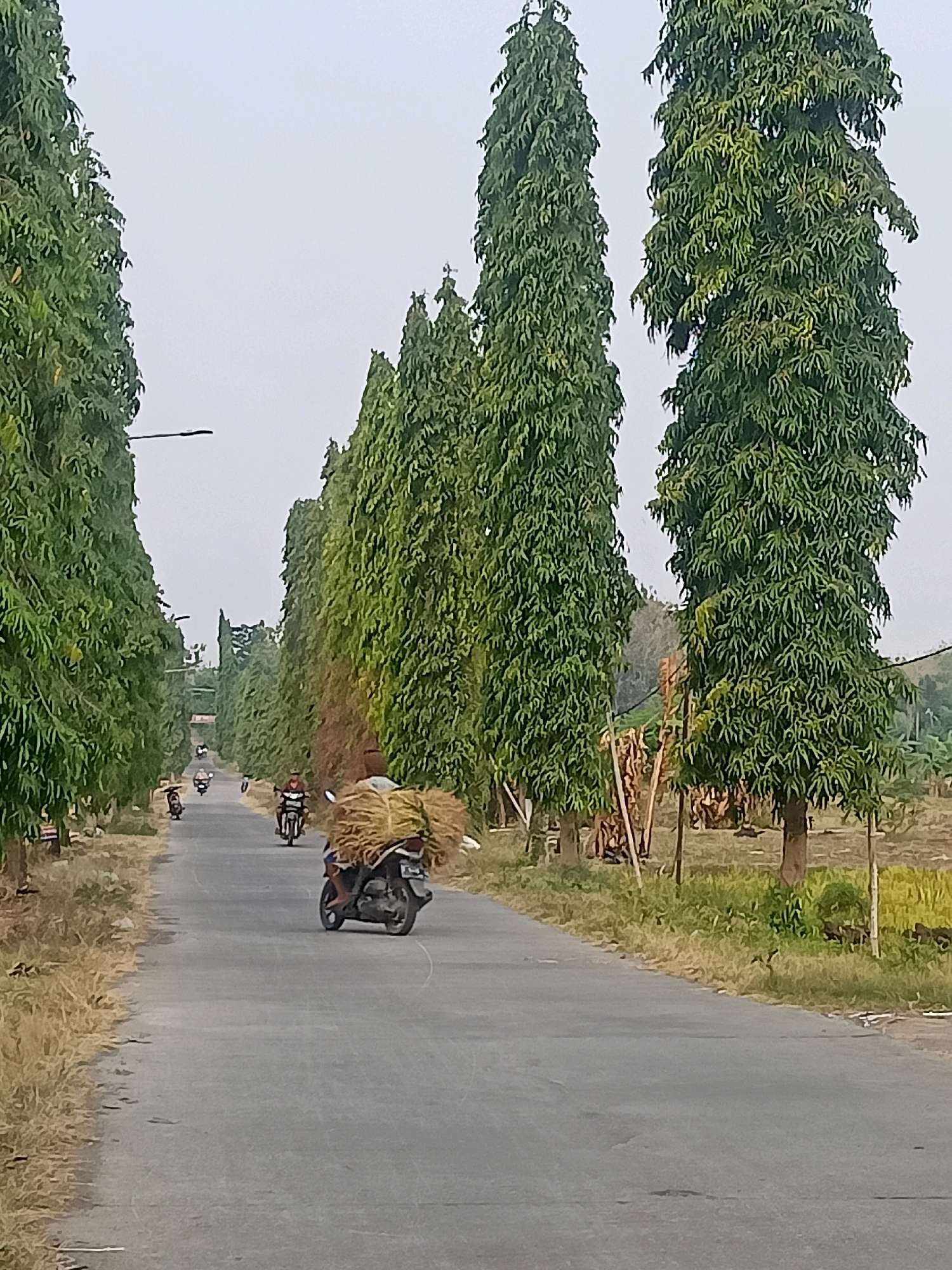 The image captures a rural road lined with tall, slender green trees in Sambiduwur, Indonesia. A motorcycle carrying a large bundle of dry hay is traveling away from the camera on the asphalt road. Several other motorcycles are visible further down the road, also moving away. The trees form a tunnel-like effect, with a gray, overcast sky above. The roadside on the left appears to be dry and overgrown with grass, while the right side shows some vegetation and what looks like agricultural fields or dry crops. The overall scene depicts a typical day in a rural Indonesian setting.