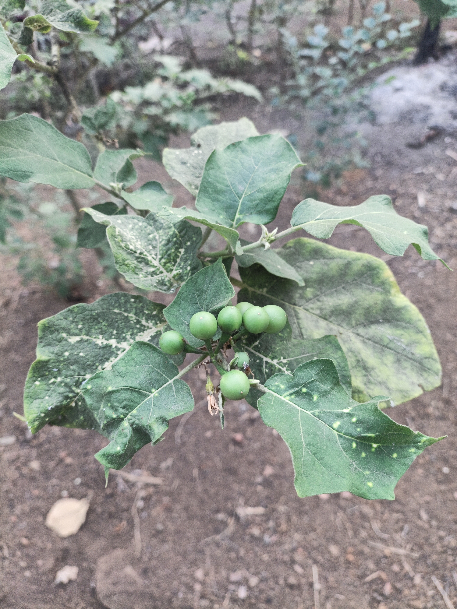 In Wonogiri, Indonesia, a close-up, eye-level shot captures a plant with several small, green, round fruits clustered together. The fruits are attached to a stem, with a few dried, brown remnants of flowers or previous fruits visible. The plant's leaves are broad and green, with some showing signs of discoloration or disease, appearing lighter green or yellowish in patches, and scattered with small white or light green spots. The background is out of focus, revealing dry, brown soil with some scattered debris. The lighting is natural and appears to be overcast, as there are no strong shadows.