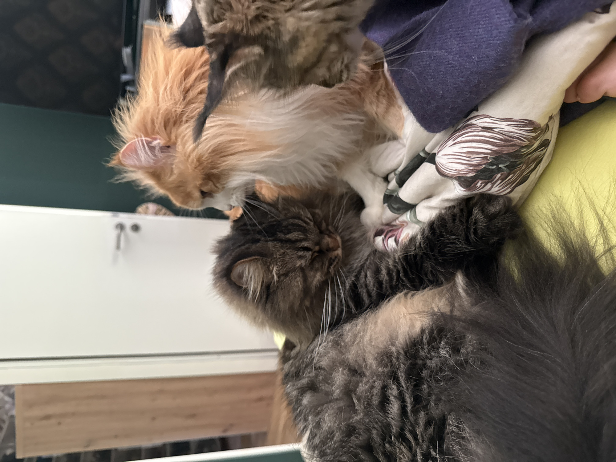 In a domestic indoor setting, possibly an apartment in Kassel, Germany, three long-haired cats are nestled together on a yellow surface covered with fabric featuring a floral pattern and a purple wool blanket. A gray and black tabby cat with its eyes closed is in the foreground on the left, its body partially obscuring a dark gray cat. To the right, an orange and white cat is looking to the left, while a brown and black tabby cat is partially visible on the far right, looking towards the orange cat. A hand, presumably belonging to the photographer or owner, is visible at the bottom right, near the purple blanket. The background includes a white door with a silver handle and a dark green wall.