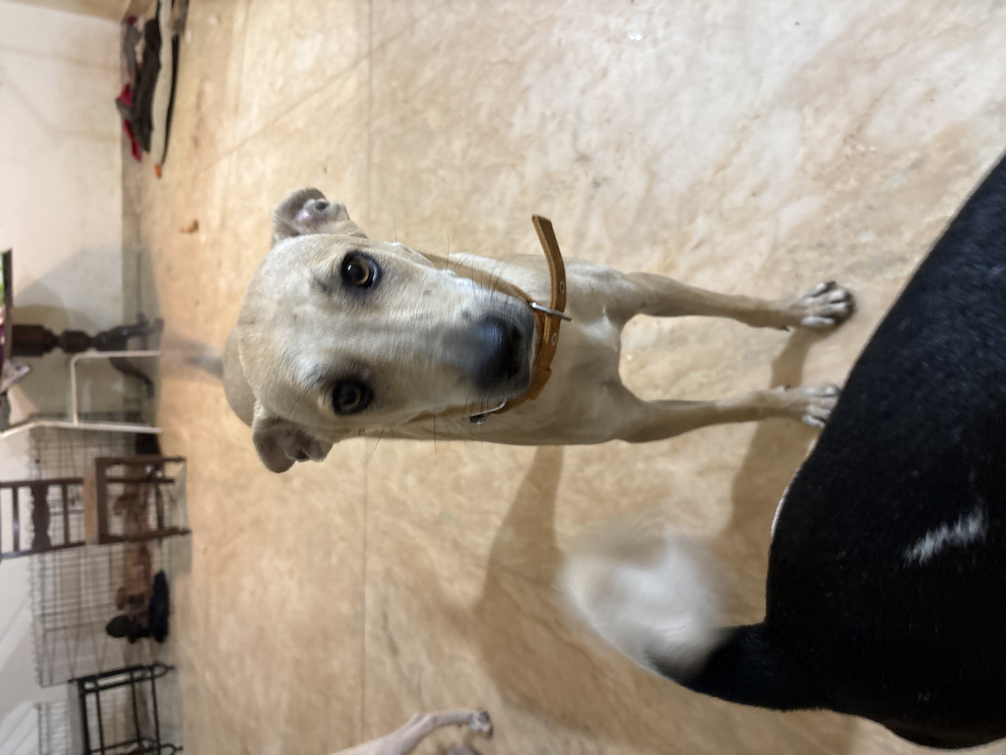A tan-colored dog with dark brown eyes and a brown collar stands facing the camera on a tiled floor. The dog's ears are perked up, and its mouth is slightly open. In the foreground, the back and tail of a black and white dog are visible. In the background, there are several pieces of furniture, including a dark wooden chair and a metal cage. The lighting is dim, suggesting it may be indoors. The location is Ashvem, India.
