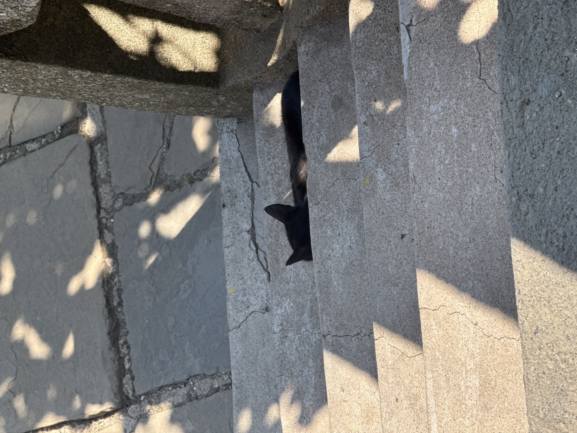 A black cat is lying down on a concrete staircase. The cat is curled up and appears to be sleeping, with its head resting on its paws. The staircase is outdoors, and there are shadows from trees falling on the steps. The overall scene is peaceful and serene.
