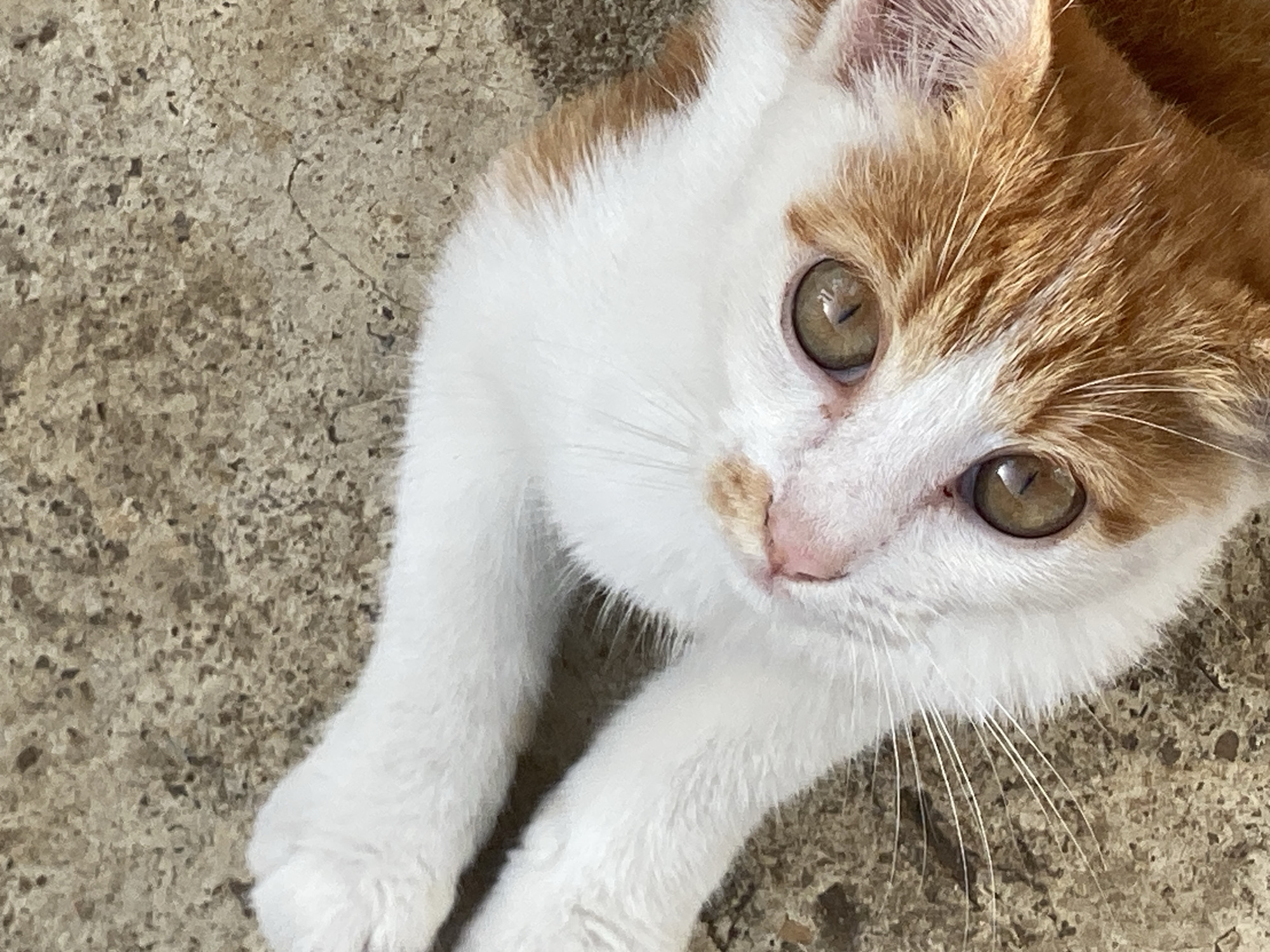 A close-up, high-angle shot shows a kitten with orange and white fur. The kitten is lying on a gray concrete surface. The kitten's eyes are open and appear to be light brown. The kitten is partially visible, taking up only the top right portion of the image. The surrounding concrete appears aged and mildly weathered. There are no humans visible. This image was taken in Maigizo, Nigeria.