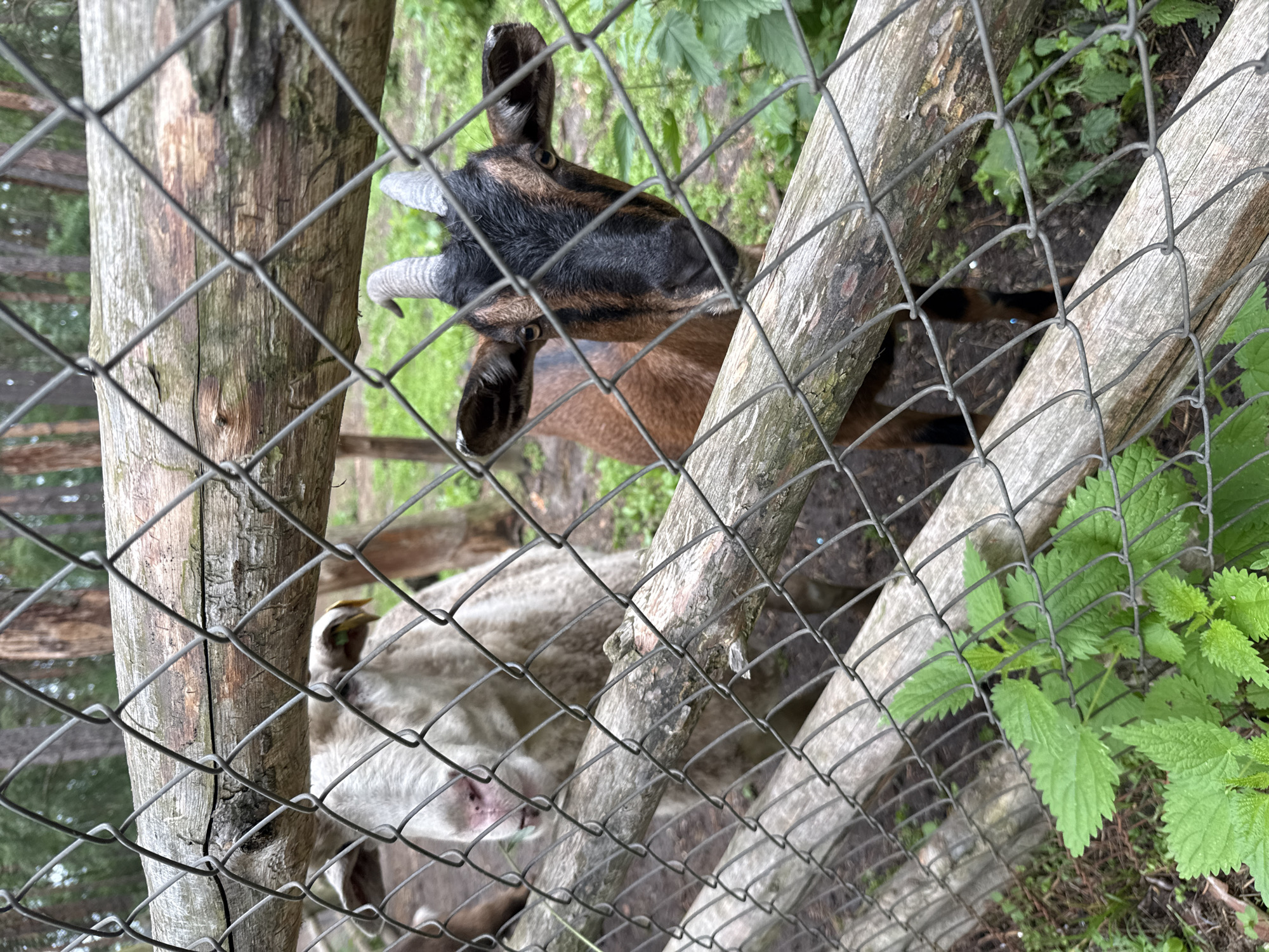 Two goats are visible behind a wire fence with wooden posts. The goat on the right is facing the camera, with a brown and black coat and curved horns. The goat on the left is mostly white and is partially obscured by the fence. The environment appears to be an outdoor enclosure, possibly a farm or zoo, with greenery and trees in the background. The image does not provide any specific information about the location being in the city of Leninskii, Russia.