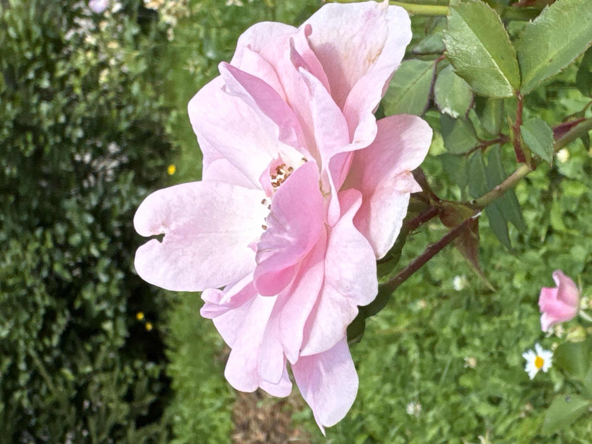 A close-up, slightly painterly photograph captures a pale pink rose in bloom against a softly blurred background of greenery. The rose is the central subject, its delicate petals unfurling in soft, layered waves. The center of the rose reveals its stamen, dotted with tiny brown specks. The stem of the rose is visible, a dark reddish-brown, with several green leaves. In the background, out of focus, is a dense hedge of dark green foliage, interspersed with hints of yellow flowers. Below the rose, the ground is covered in lush green grass with a few small white and pink wildflowers scattered throughout. The overall impression is of a serene garden scene. There is no indication of the city of Sinyavino, Russia, or any human presence in the image.