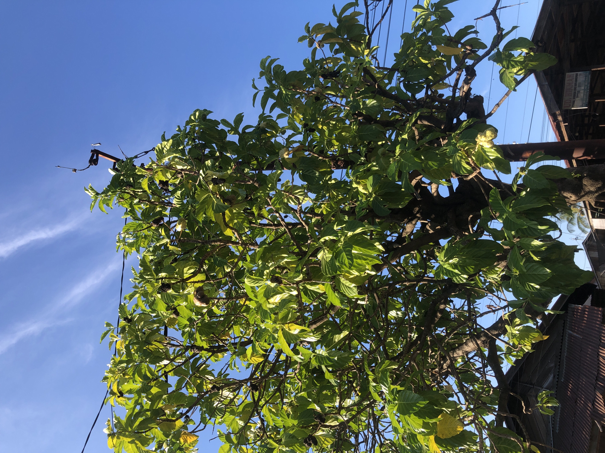 The image, taken in Lhokseumawe, Indonesia, showcases a tree with thick, green leaves and round, dark fruits, set against a bright blue sky with wisps of clouds. Power lines run across the upper right portion of the frame, and part of a building structure is visible on the right. A metal pole or utility fixture is seen on the left side of the tree.