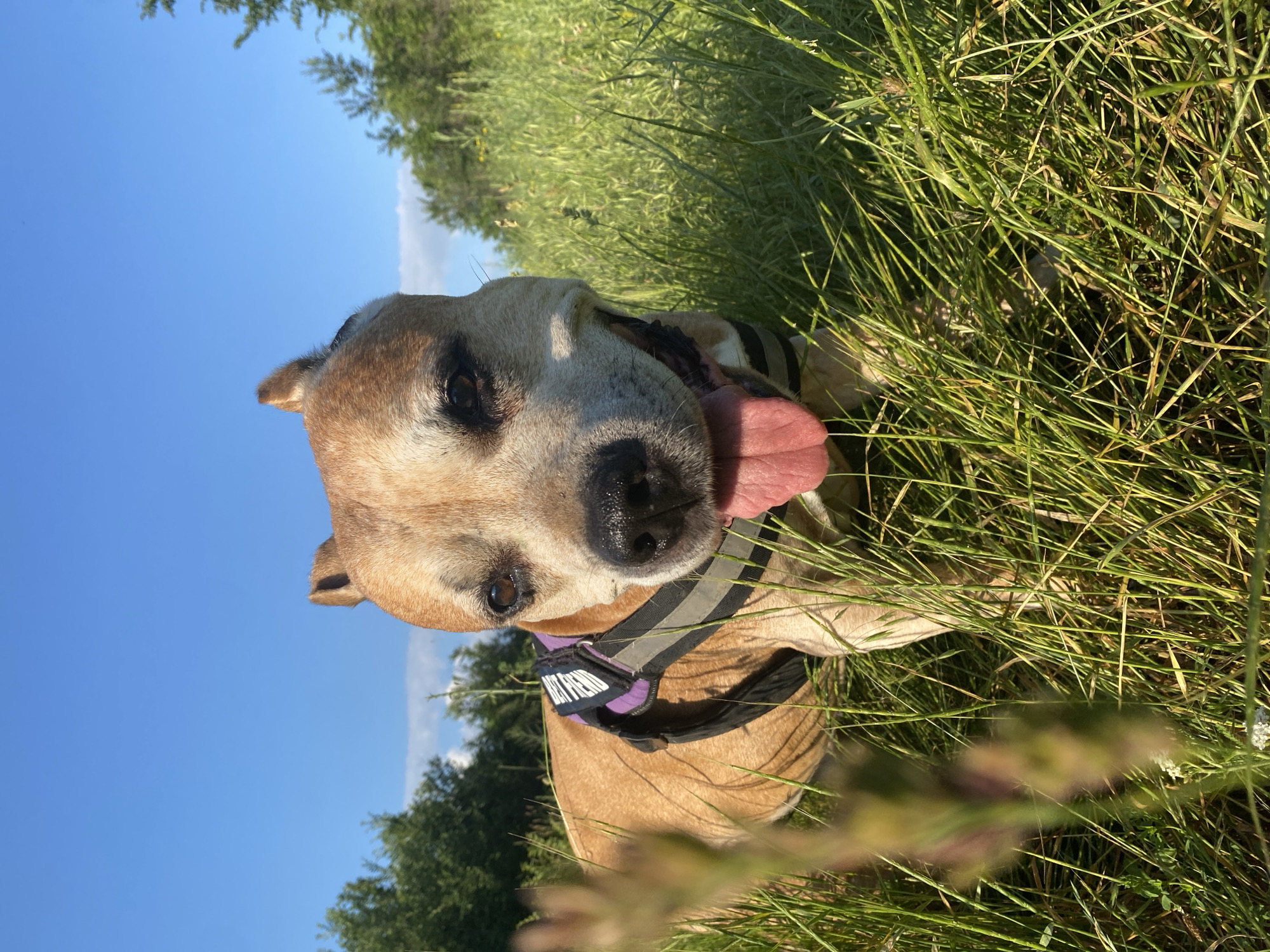 A medium shot shows a tan-colored dog with a pink tongue protruding from its mouth, sitting in tall green grass under a clear blue sky. The dog is wearing a purple and black harness. In the background, trees line the horizon under the bright sky. The scene appears to be an outdoor field. The image does not provide any information or context that would indicate a specific location in Pleven, Bulgaria.