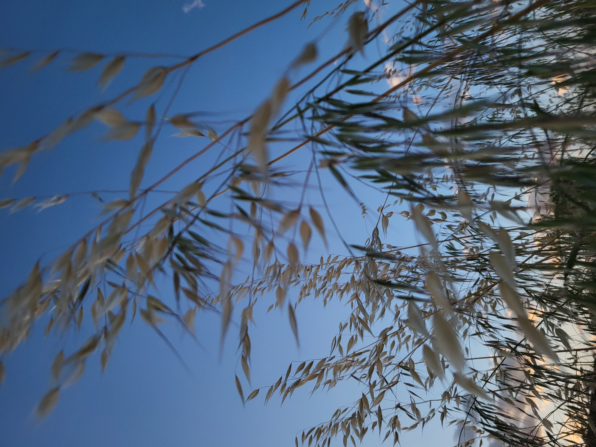 The image presents a low-angle view of vegetation against a clear blue sky. Some of the vegetation is beige or light brown, appearing dry, while other parts show green leaves. The photo was likely taken in Mahala, Montenegro. There are no people visible in the image.