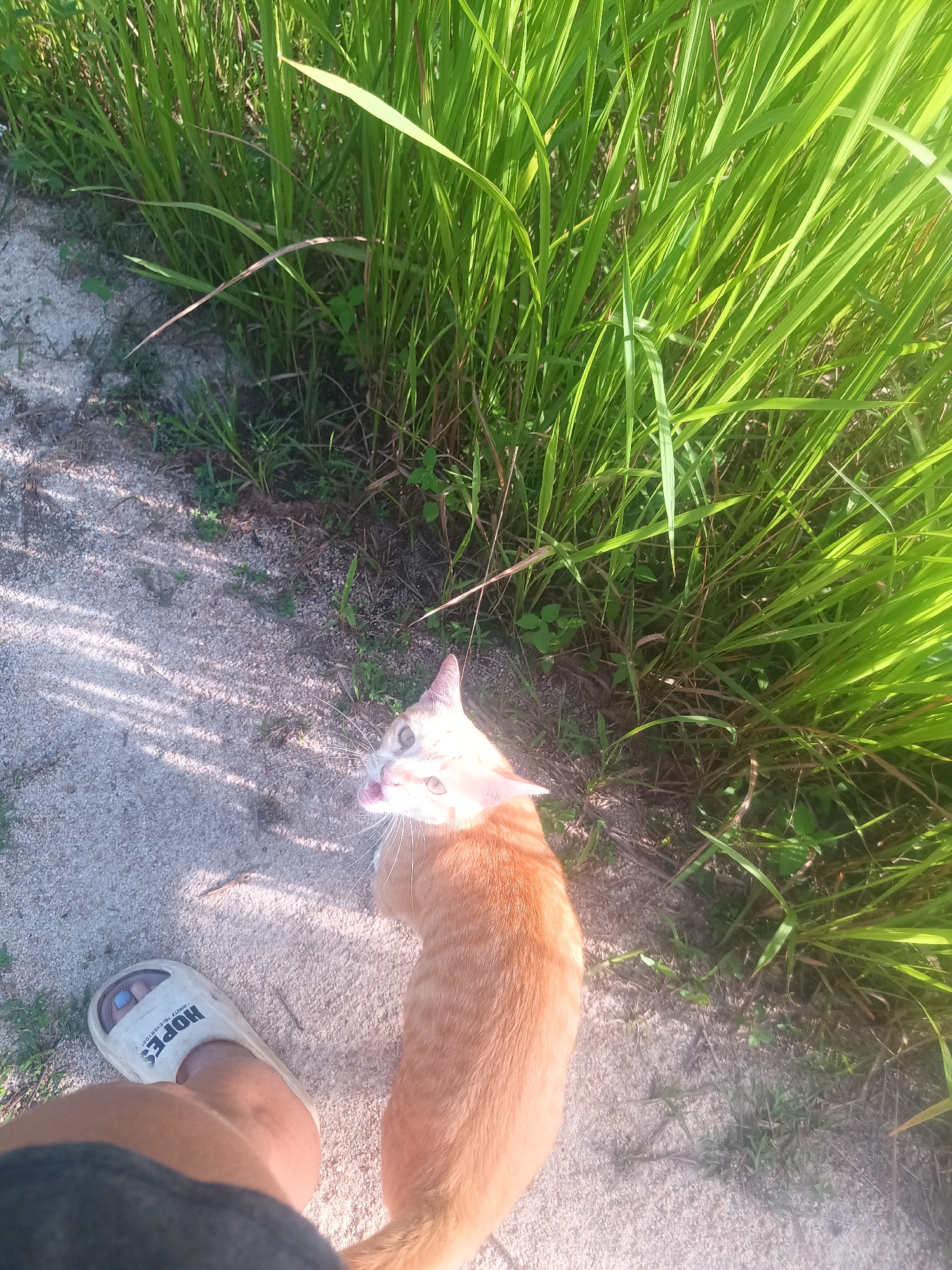 A high-angle medium shot shows an orange tabby cat and a person standing on a sandy path in Baan Thong Nang, Thailand. The cat is mostly in the lower center of the frame, looking up and to the left, with its tongue slightly extended. It is positioned between the path and a patch of tall, green grass on the right. The person's foot, wearing a white sandal with the word "HOPES" printed on it, and the edge of their black shorts, are visible in the lower left corner of the image. The path appears to be dirt or sand, and the background consists of more lush green vegetation. Sunlight is creating shadows on the ground.