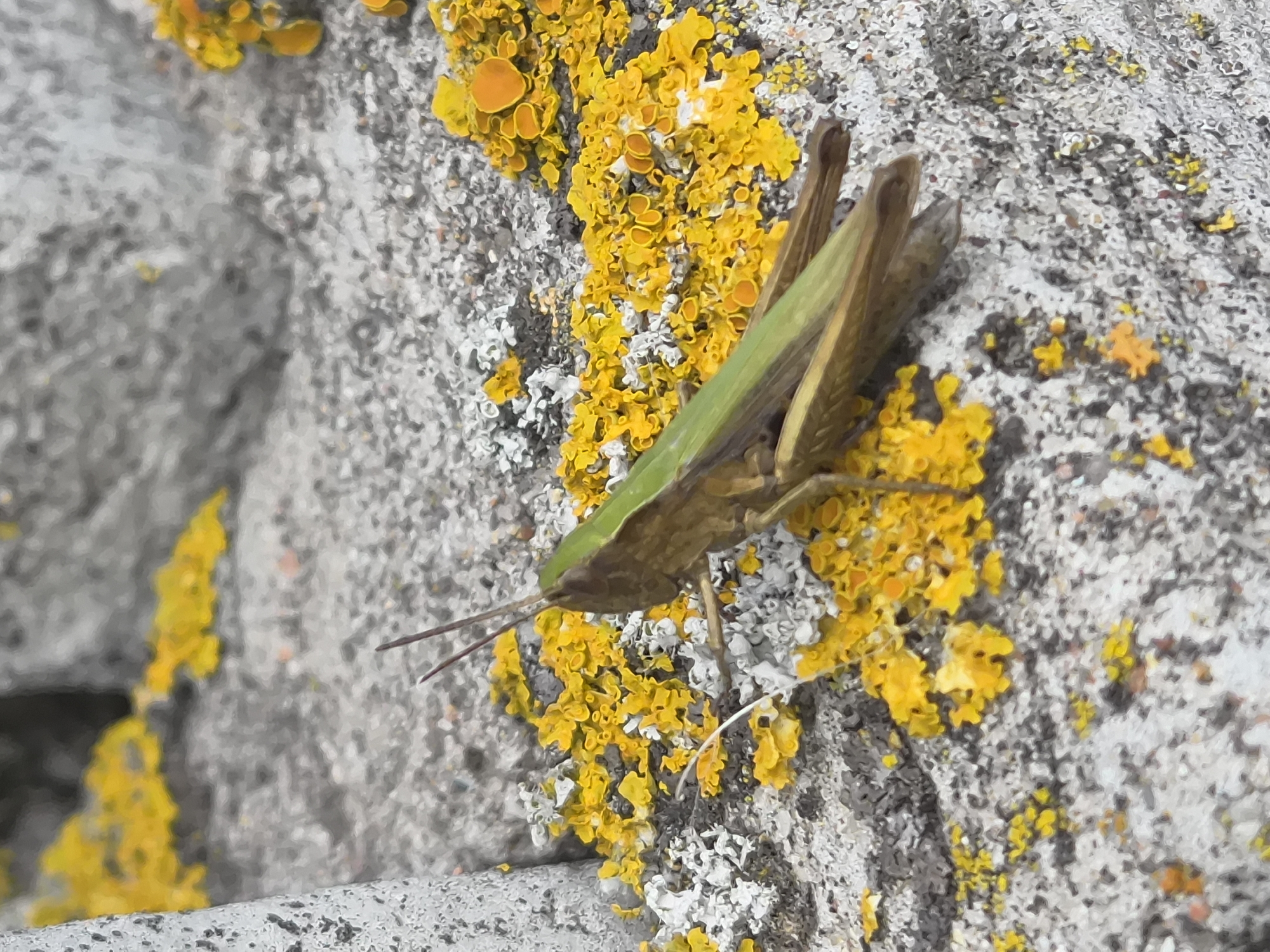 A close-up, eye-level shot captures a grasshopper resting on a textured gray surface, likely a stone wall or pavement, covered with patches of bright yellow lichen. The grasshopper, predominantly green and brown, is positioned horizontally in the lower half of the frame, facing left. Its antennae are visible extending forward. The lichen, appearing as small, rounded, irregular shapes, is scattered across the surface, creating a vibrant contrast with the muted tones of the stone and the insect. The background is a blur of gray and yellow, suggesting further lichen growth and stone structures. The scene appears to be outdoors, possibly in an urban or semi-urban environment in Краснадворскі сельскі Савет, Belarus.