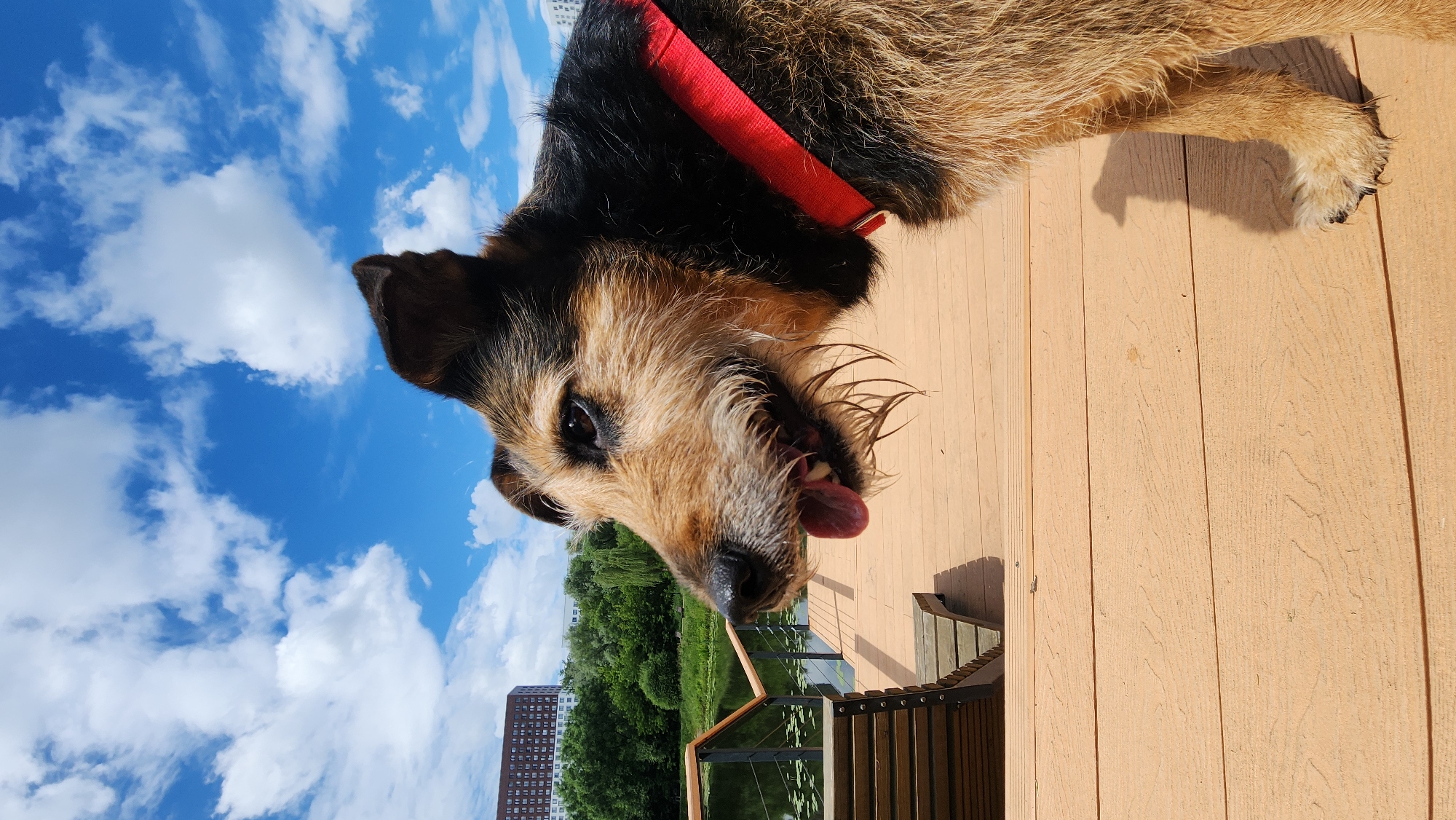 This is a photograph of a shaggy, brown and black dog with a red collar standing on a wooden deck. The dog is facing left, with its tongue hanging out, appearing to be panting. In the background, there is a body of water, lush green trees, and a tall, multi-story building. The sky is bright blue with fluffy white clouds. The location is likely a park or recreational area in Moscow, Russia, given the presence of a body of water, greenery, and a distinct Soviet-era style apartment building in the background, characteristic of many Moscow neighborhoods.