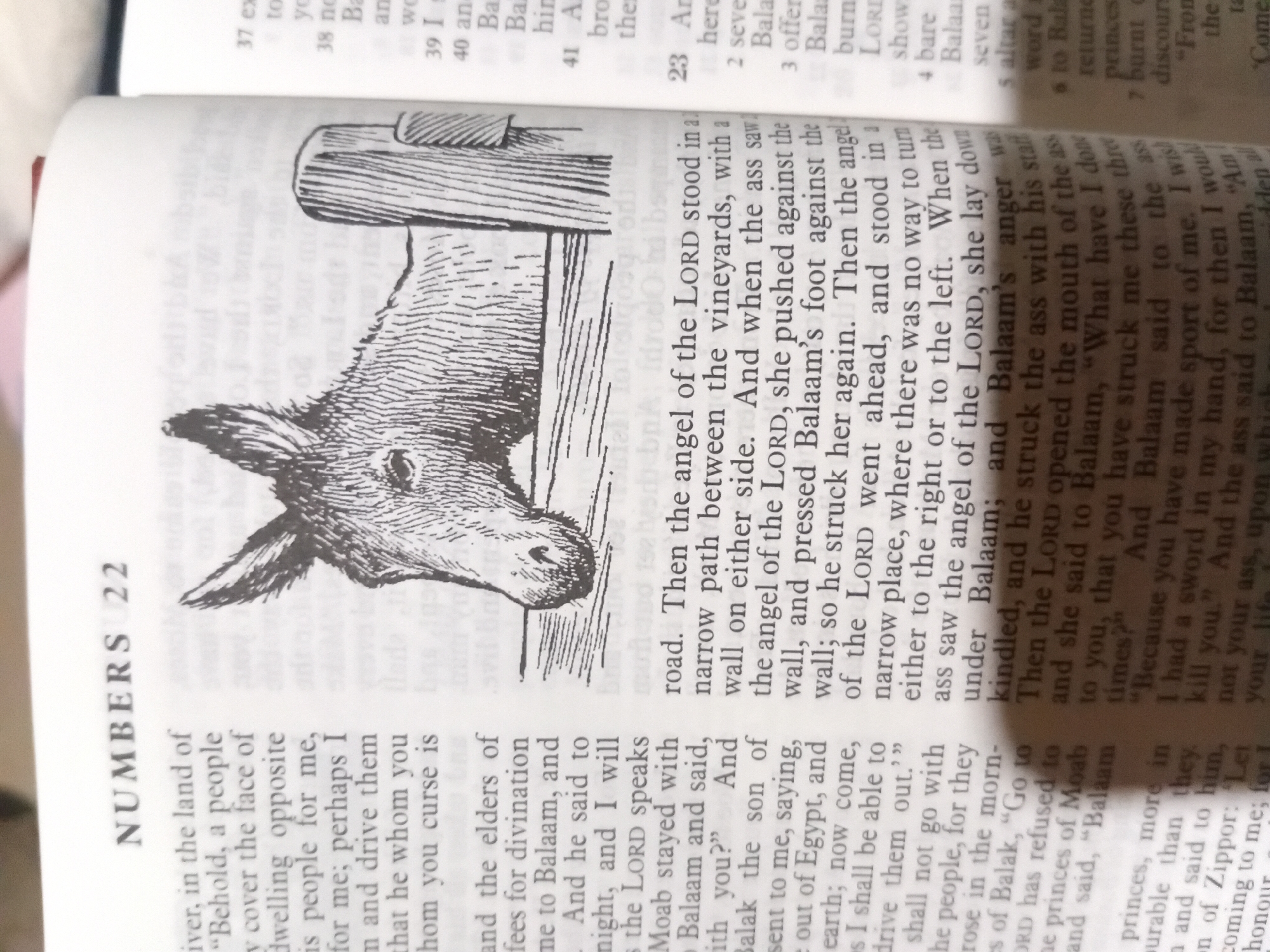 The image shows an open book, specifically page 22 of the book of Numbers. The text discusses Balaam and his donkey. There is a black and white illustration of a donkey's head and upper body, looking to the left, with its nose and ears visible, and part of a wooden fence behind it. The text is in English and the book appears to be a Bible. The lighting suggests it is taken indoors with a flash. The location is not specified in the image itself and therefore cannot be determined to be in Nkpor, Nigeria or any other city.