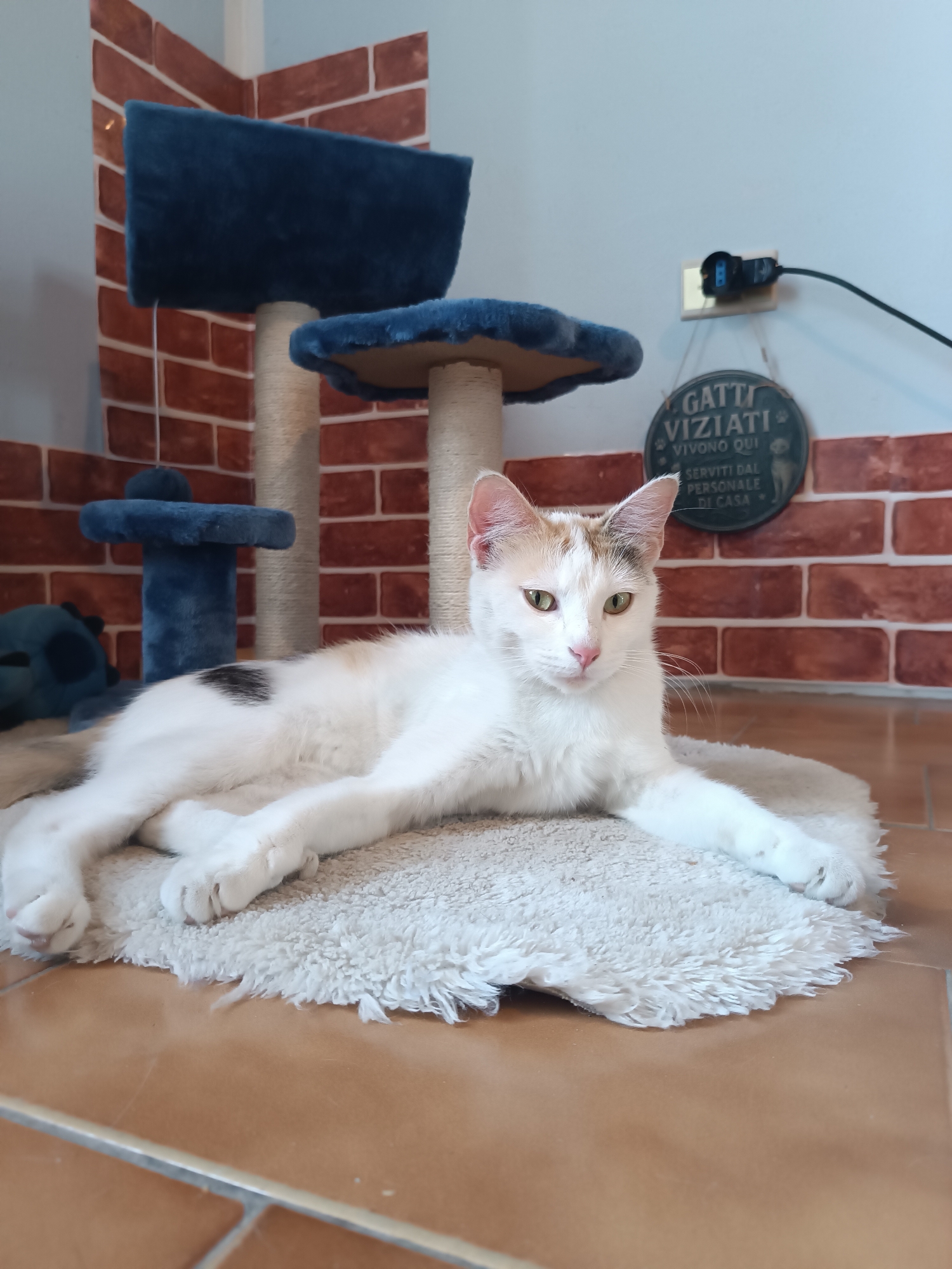 A medium-shot photograph depicts a white and calico cat lounging on a fluffy, light-colored rug. The cat is lying down with its front legs extended and its green eyes are open and focused. Behind the cat is a multi-tiered cat tree with blue fabric and sisal rope. The background also shows a faux brick wall and a plaque with Italian writing, "Gatti Viziati Vivono Qui Serviti Dal Personale Di Casa," suggesting that spoiled cats live here and are served by the house staff. An electrical outlet and cord are visible on the wall above the plaque. The floor is tiled with large, tan-colored tiles.
While the photograph may have been taken in a location similar to Viadana, Italy, there is insufficient information in the image to definitively confirm the location.