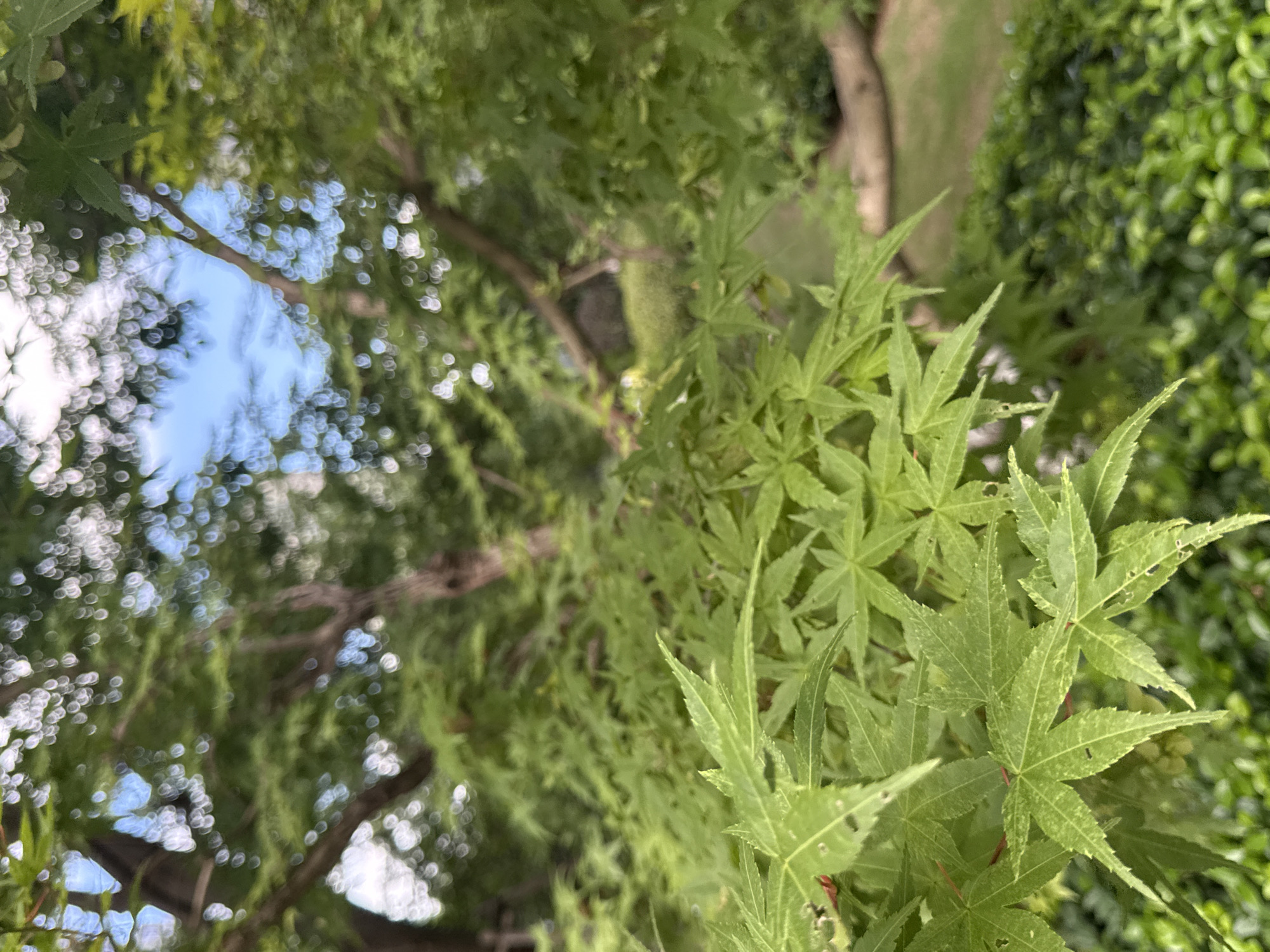 A close-up, low-angle shot focuses on the bright green, serrated leaves of a Japanese maple tree. The leaves are in sharp focus in the foreground, revealing intricate vein patterns and some small holes. Behind the leaves, the tree's branches are visible, along with a blurred background of more foliage, a patch of green grass, and glimpses of the sky through the leaves, creating a bokeh effect of circular light patterns. The scene appears to be an outdoor garden setting within the city of Yiwu, China.