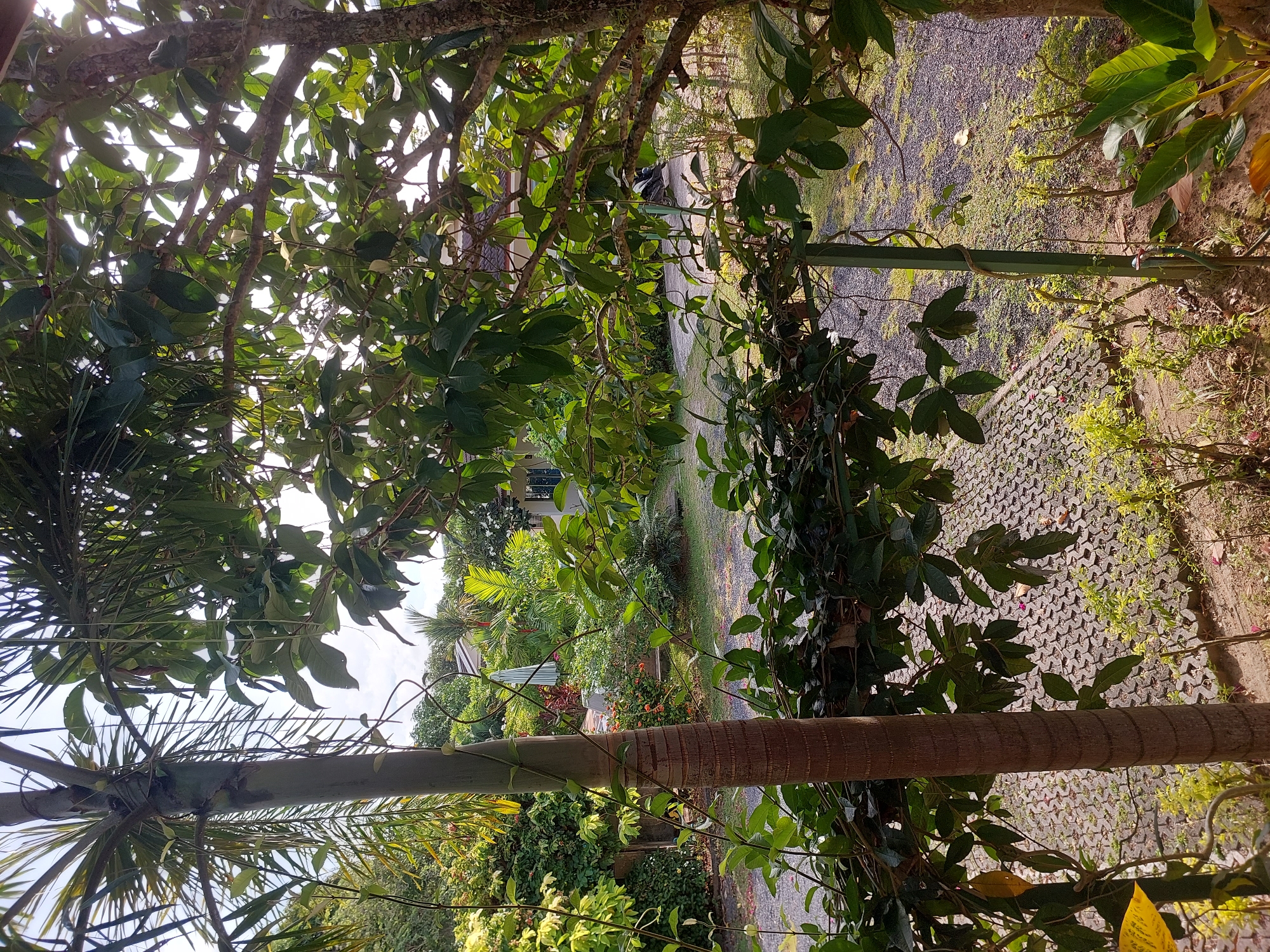 A lush, green outdoor scene is captured from a slightly elevated perspective. In the foreground, the textured trunk of a palm tree is visible on the left, entwined with climbing vines. Branches of a large tree with broad green leaves fill the upper portion of the image, with sunlight filtering through.
Beyond the foreground foliage, a paved pathway, made of interlocking gray stones, leads into a garden area. The garden is filled with various plants, including flowering bushes with orange blossoms. In the mid-ground, a white house with a dark roof is partially visible, situated behind the greenery. A striped umbrella and garden furniture are also present in the yard.
Further into the distance, more trees and vegetation are visible, suggesting a tropical environment. A motorcycle is parked on a gravel path on the right side of the mid-ground. The sky above is bright and hazy, indicating daylight. The overall impression is one of a well-maintained tropical garden in a residential area. The location is identified as Baan Mae Nam, Thailand.