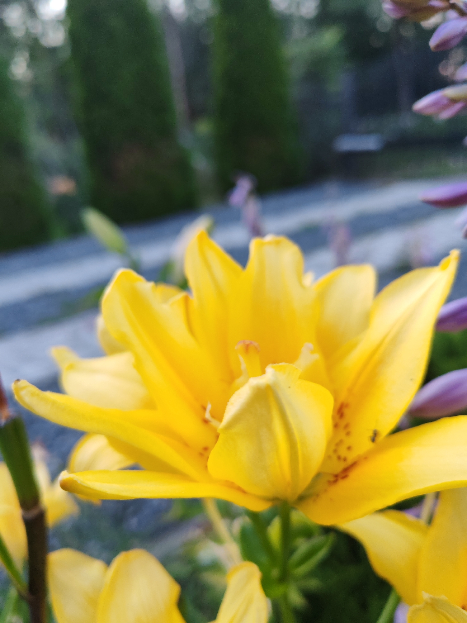 A close-up, low-angle shot focuses on a bright yellow lily in bloom. The flower's petals are wide open, revealing a cluster of stamens in the center. The background is blurred, showing green foliage and hints of purple flowers. The scene appears to be outdoors, possibly in a garden. There are no people or animals visible in the image. The image was taken in Luniniec, Belarus.