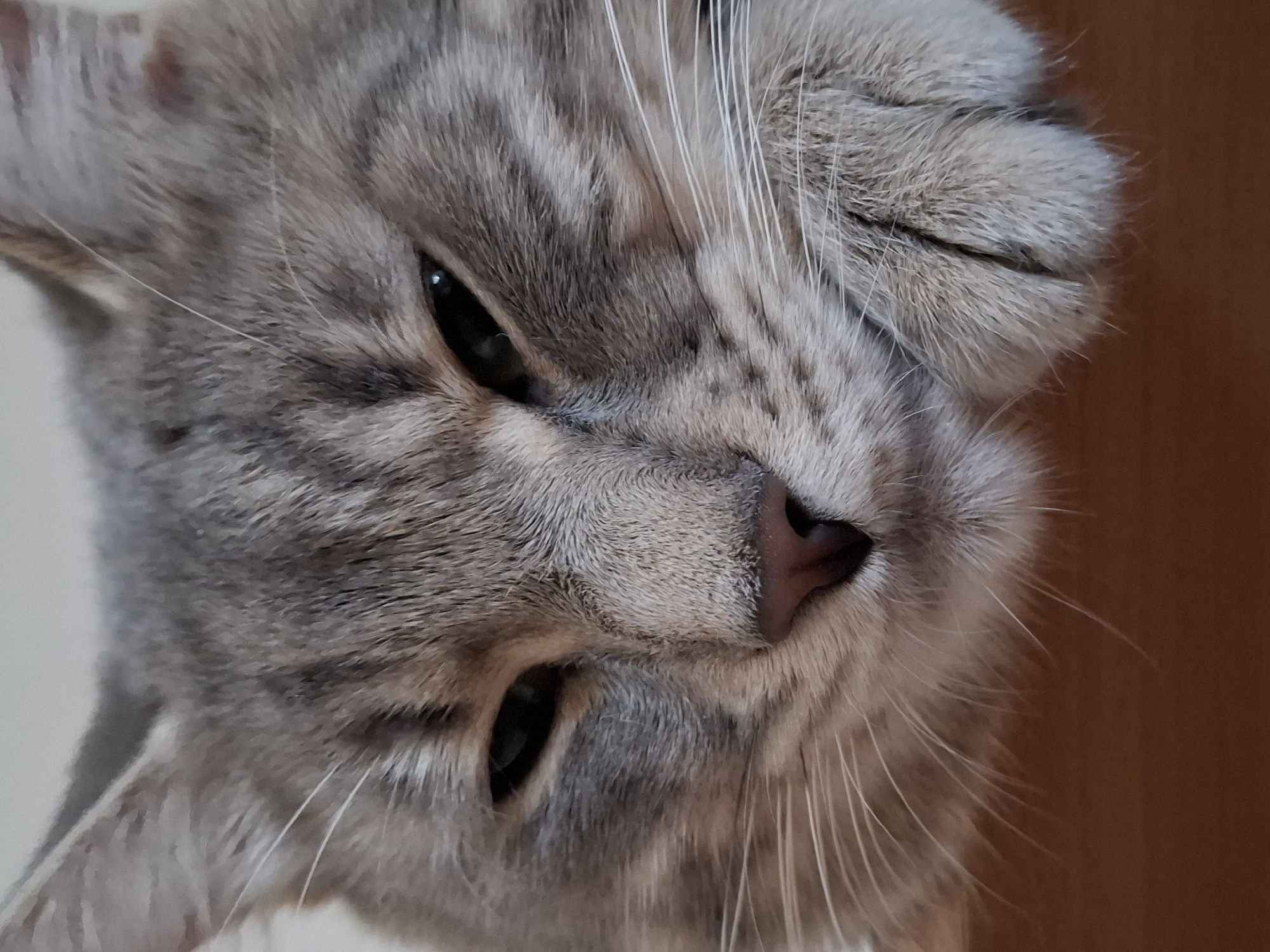 A close-up, slightly tilted portrait captures the head of a tabby cat. The cat's fur is predominantly shades of gray and silver, patterned with distinct darker stripes. Its fur appears soft and dense, with individual hairs visible, especially around the eyes and muzzle. The cat's eyes are partially open, revealing dark pupils and irises that appear deep green or amber, giving it a calm or sleepy expression. Its pinkish-brown nose is visible at the center, slightly below eye level. Numerous long, white whiskers fan out from both sides of its muzzle. The top right portion of the image shows a denser area of fur, likely the top of its head or ear. The background is simple and out of focus, consisting of a plain, light-colored surface on the left and a darker, reddish-brown surface, possibly wood, on the right. The lighting is soft and even, highlighting the textures of the cat's fur. No specific activity is taking place other than the cat resting or observing, and no text is visible. The scene is likely indoors, possibly in a home in Novi Sad, Serbia.