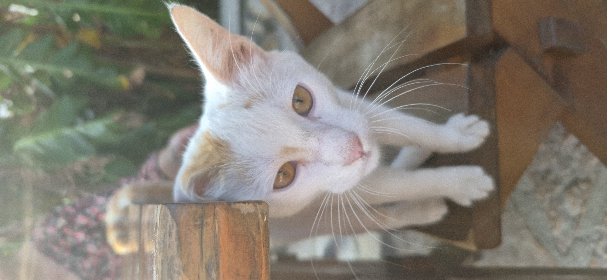 A domestic shorthair cat with white fur and orange markings on its head and ears is sitting on a wooden bench, looking directly at the camera. The cat has golden eyes and long white whiskers. The background is blurred and shows greenery, suggesting an outdoor setting. A wooden table is visible to the left of the cat. The image appears to have been taken in Saranda, Albania.