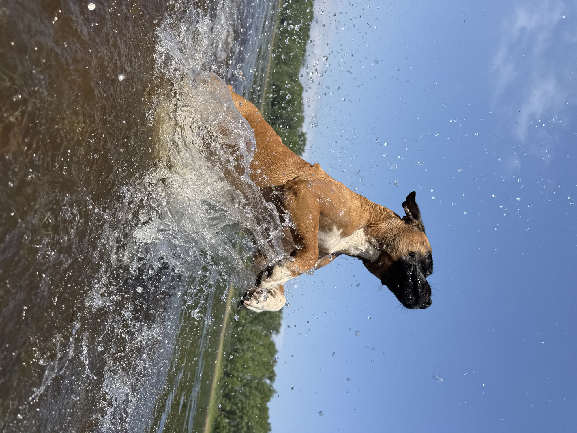 A tan and white Boxer dog leaps out of the water, creating a large splash. The dog's body is mid-air, with its front paws extended and its head tilted back. Water droplets are visible in the air around the dog. The background shows a body of water with a tree-lined shore under a clear blue sky. The image appears to have been taken on a sunny day. The location is not specified in the image or accompanying information, but if this is Chaikovsky, Russia, the scene depicts a dog enjoying a recreational activity in a natural body of water within or near the city.
