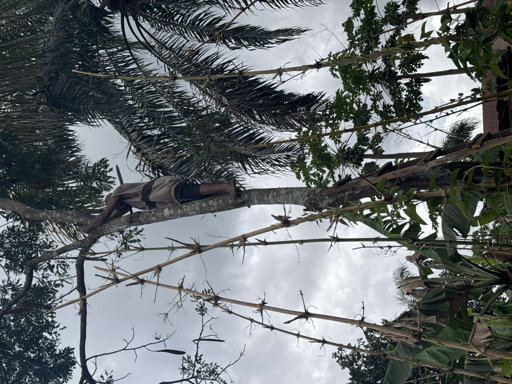 Aboh, Nigeria. A man lies prone on a tree branch, wearing dark shorts and a light-colored shirt, secured to the branch with a dark strap around his midsection. The view is from below, looking up through the trees and bamboo, revealing a cloudy sky. Palm fronds and other foliage obscure parts of the scene. Some of the bamboo has thorns.