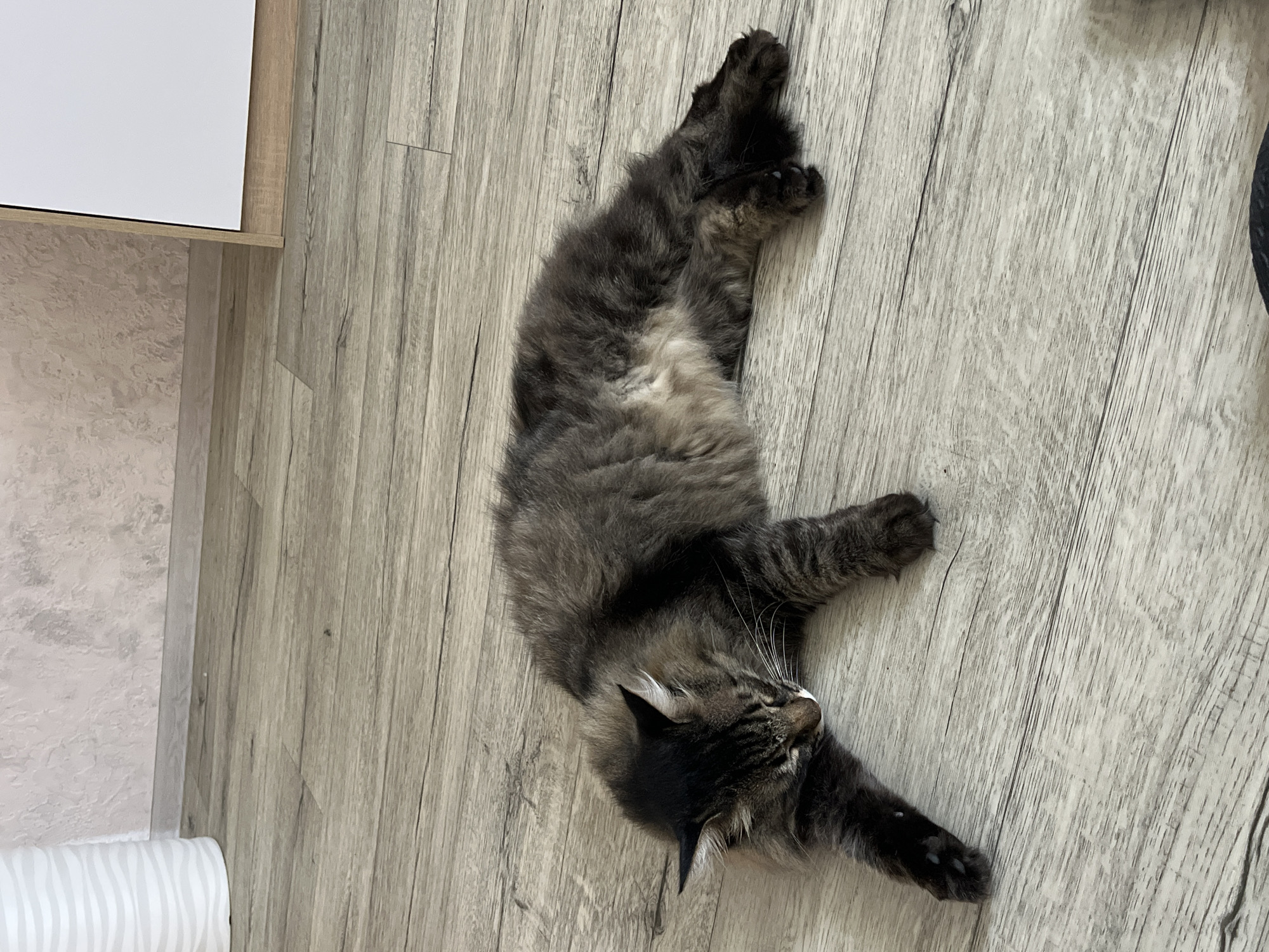 A fluffy, dark gray and black tabby cat is lying on its side on a light gray wooden floor. The cat is facing towards the left of the frame with its eyes closed and its head resting on the floor. Its front paws are extended forward, and its back legs are tucked beneath its body. The cat has white whiskers and white ear tufts. The floorboards have a visible wood grain pattern. In the background, there is a light pink textured wall with a white baseboard. To the left of the frame, the edge of a white, cylindrical object is visible, possibly a vase or planter. To the right of the frame, the edge of a white and light brown rectangular object is visible, likely a piece of furniture. The scene appears to be an indoor domestic setting in Krasnyye Barrikady, Russia.