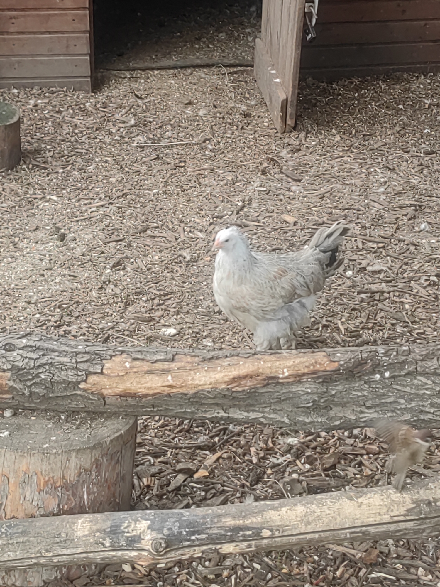 A medium, outdoor shot depicts a light grey chicken with some tan-brown feather tips standing on a thick, rough tree branch with bark still on it. The branch is set atop a wooden log post. The chicken is facing left with its head turned slightly toward the viewer. In the background behind the chicken and the branch is a chicken coop or shed-like structure, partially obscured. The ground is covered in a light-brown mulch-like substance. A small brown bird is flying in the bottom right corner of the image. The image details do not indicate whether the location is Moscow, Russia.