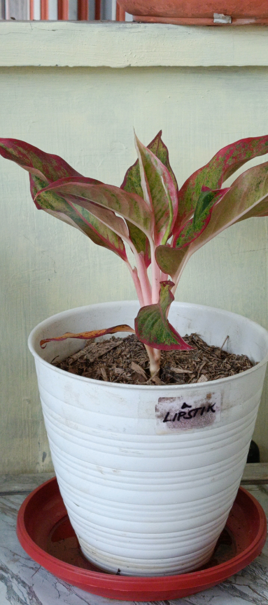A potted Aglaonema plant, identified by a label as "LIPSTIK", sits on a red saucer on a marbled surface. The plant, with its pink stems and leaves variegated in shades of green, pink, and red, is housed in a white plastic pot filled with wood chip mulch. In the background, a pale green wall meets a cream-colored ledge, behind which are vertical blinds in shades of orange and white. The scene appears to be an indoor or sheltered outdoor setting in Pasi Rawa, Indonesia.