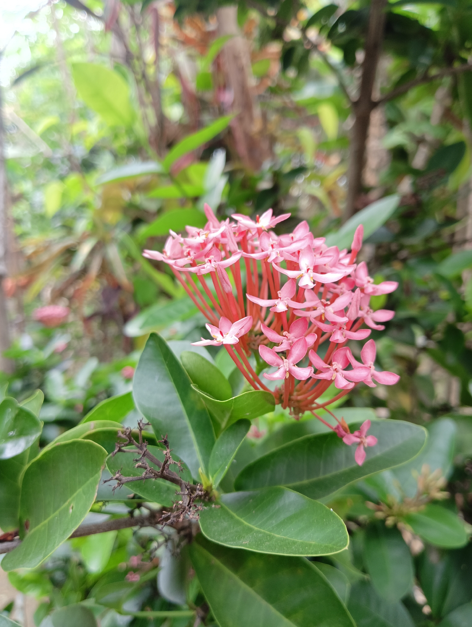 A cluster of small, pink flowers with star-shaped petals is in focus in the foreground of the image. The flowers are supported by thin, red stems and are surrounded by dark green, glossy leaves. The background is blurred, showing more foliage and the suggestion of trees and branches. The setting appears to be a natural outdoor environment, likely a garden or park in Rayeukpayaitek, Indonesia, given the lush greenery. There are no people or animals visible in the image. The lighting suggests it is daytime, possibly overcast or shaded, as there are no harsh shadows.