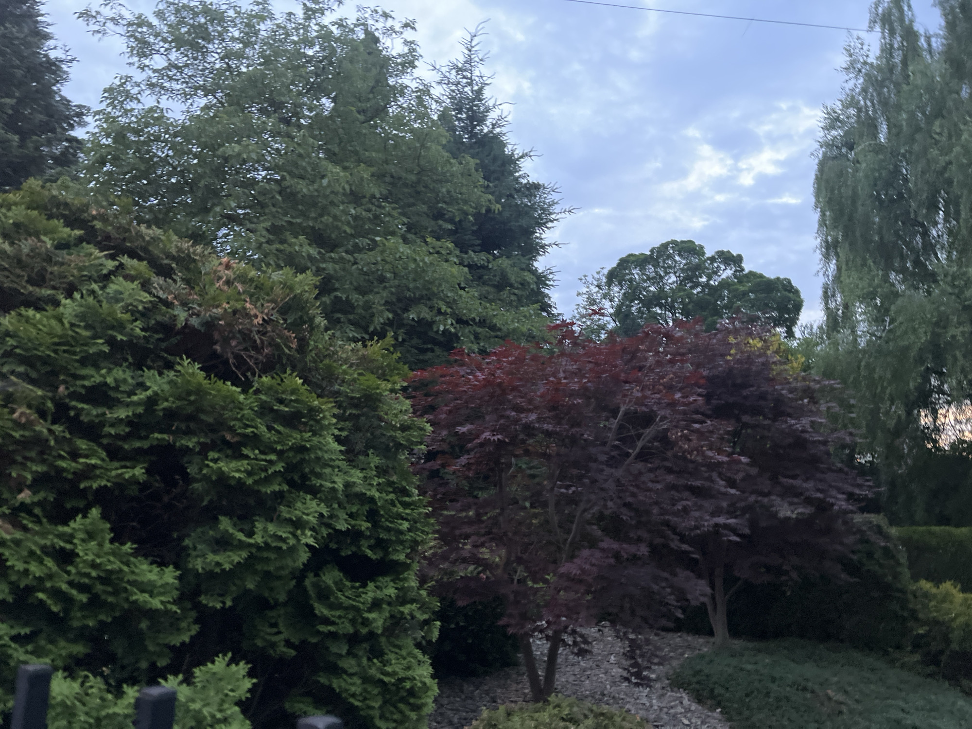 This is a medium-shot, eye-level, outdoor photograph taken from a garden. The scene is dominated by various trees and plants under a cloudy sky. In the foreground, a dark fence runs along the bottom edge of the image. To the left, there is a dense, green conifer tree with a feathery texture. To the right of the conifer, a Japanese maple tree with deep red leaves stands prominently. Behind these trees, other lush green trees with varying textures and shapes are visible. The ground is covered with small stones and low-lying green foliage. The sky is overcast with patches of lighter clouds. The overall impression is one of a well-maintained garden.
