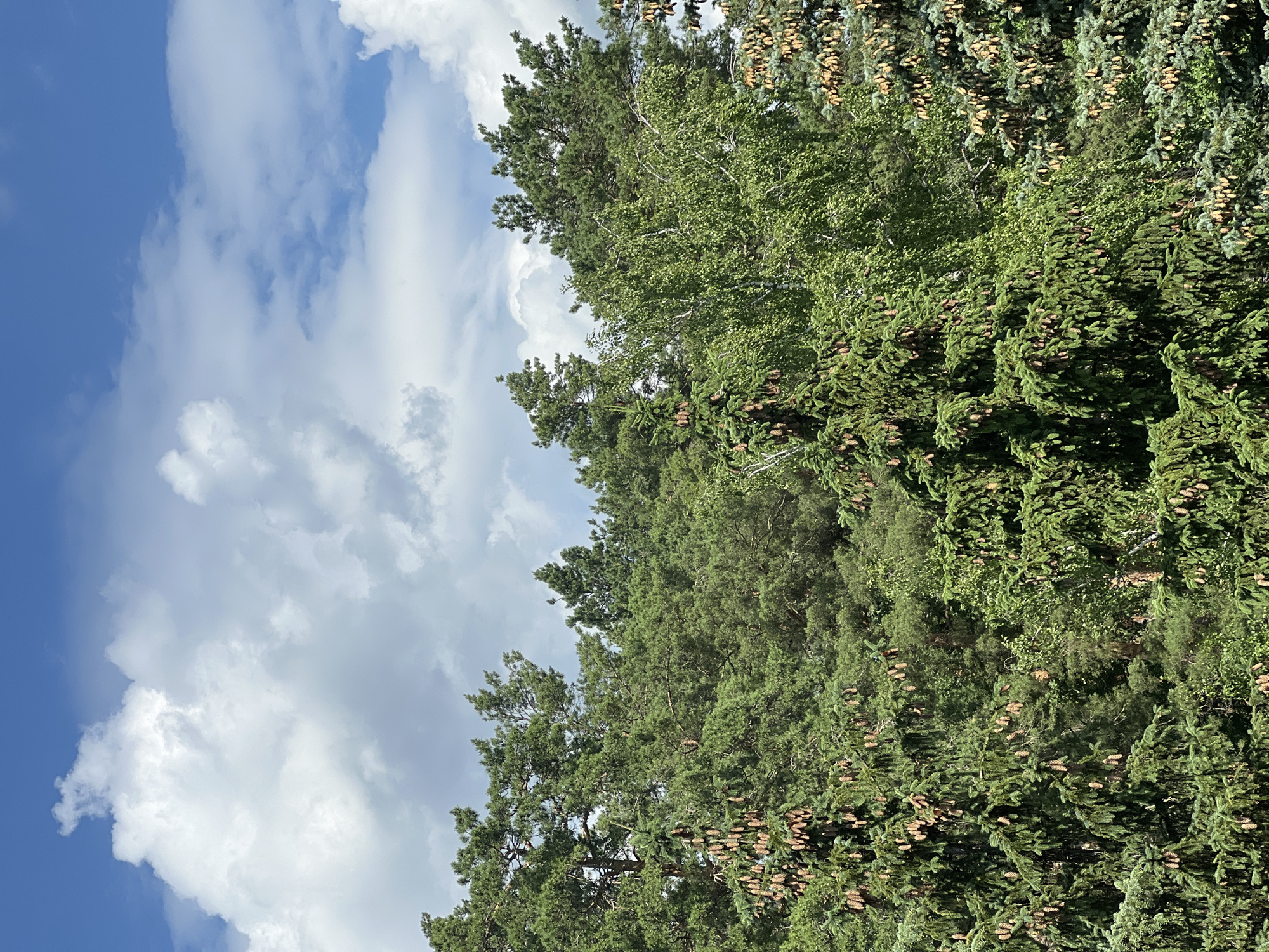 The image captures a dense forest canopy against a bright blue sky filled with fluffy white clouds. The foreground is dominated by various coniferous trees, primarily fir and pine, laden with numerous pinecones. The trees are lush and green, with some appearing slightly bluer in tone, suggesting they might be blue spruce. Behind the dense evergreens, lighter green deciduous trees, possibly birch trees with their characteristic white bark visible, intermingle. The scene is set outdoors in a natural environment, likely a forest or park, with no visible man-made structures or human presence. The lighting suggests it is daytime, with the sun illuminating the clouds and highlighting the textures of the foliage and pinecones.