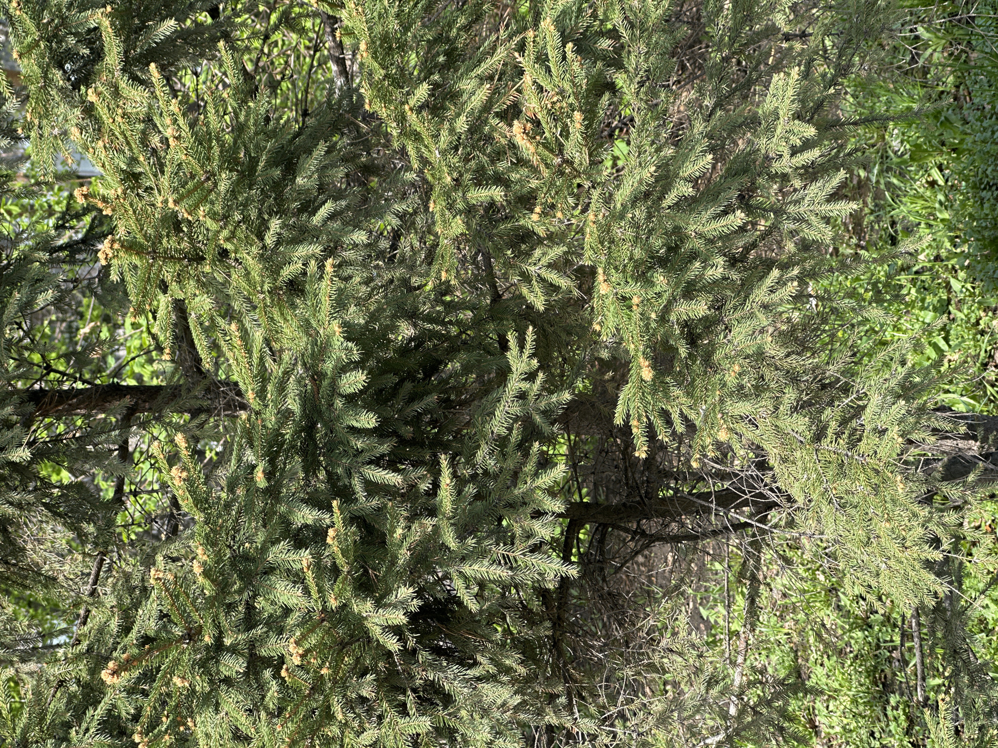 The image shows the foliage of a fir tree. There is no information in the image to identify its location as Novosibirsk, Russia or any other specific location. There are no people, actions or interactions evident. The environment appears to be outdoors, based on natural lighting and other foliage present.