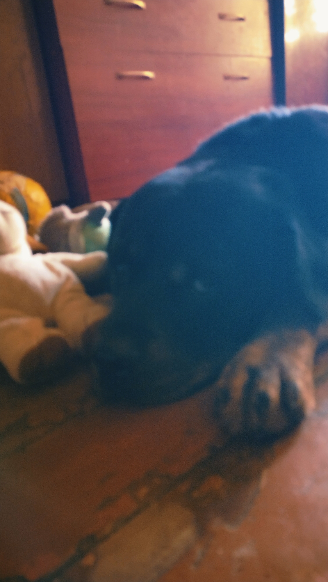 A black dog lies on a wooden floor with its head resting on a white stuffed toy. A blurry yellow and green ball is visible to the left of the dog. In the background, a wooden dresser with two visible drawers is present. The lighting suggests an indoor setting during the daytime. The image is unfocused and the location is not specified within the image.