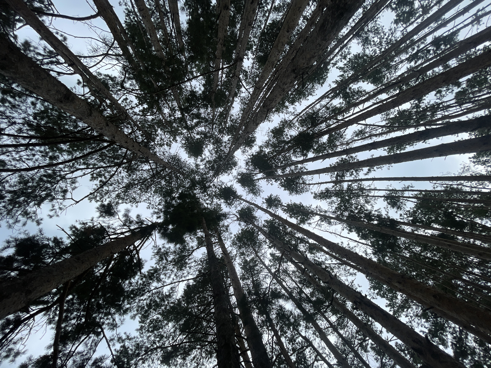 This is a low-angle, full-frame shot of a dense pine forest looking directly up at the sky. The trees are tall and slender, with dark bark and green needles forming a canopy overhead. The sky is overcast and appears pale blue or grey. The image has a somber, natural feel. The location is the city of Подшивалово, Russia.
