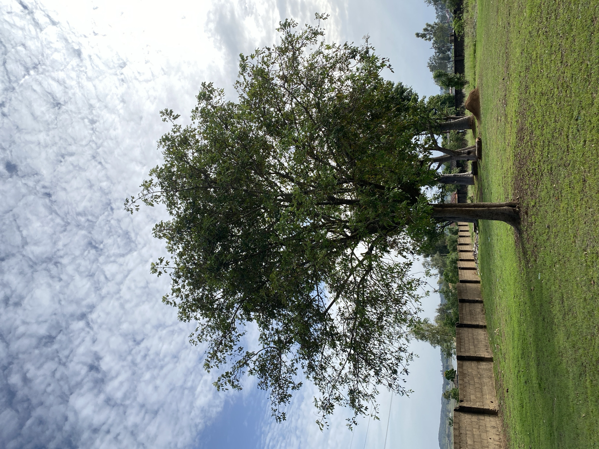 The image depicts a landscape scene with a prominent tree in the foreground. The tree has a dense canopy with visible branches and leaves against a backdrop of a sky filled with white and gray clouds. A patch of blue sky is visible through gaps in the clouds. The ground is covered with green grass. To the right, there is a low wall with vertical divisions, possibly made of brick or concrete. Behind the wall, there are more trees and hints of structures in the distance. The location is Vom, Nigeria.
