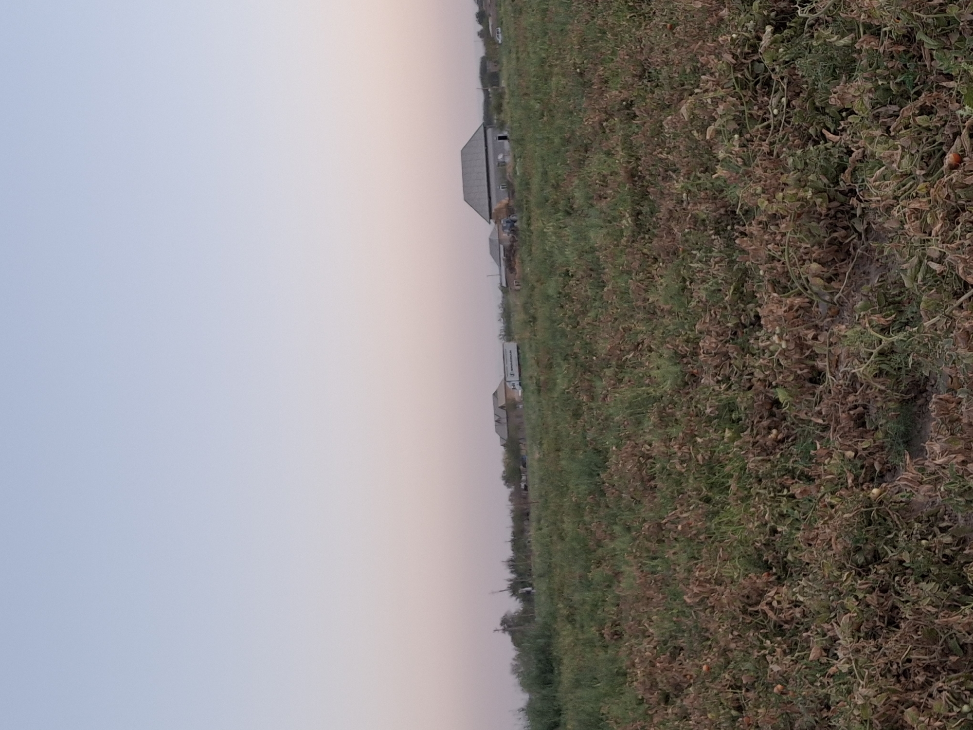 The image depicts a rural landscape with a field in the foreground and buildings in the background. The field appears to be agricultural, with rows of dried and wilting plants, possibly a crop like tomatoes. Some green vegetation is interspersed with the dried plants. In the middle ground, there are several buildings, including houses with pitched roofs, and a large vehicle resembling a truck or trailer. A tractor is visible near one of the buildings. The background shows a treeline and distant hills under a soft, pale sky that transitions from light blue at the top to a subtle pinkish hue near the horizon. The overall scene suggests an agricultural area in or near the city of Utmayli, Uzbekistan, likely at dusk or dawn due to the lighting. There are no people visible in the image.