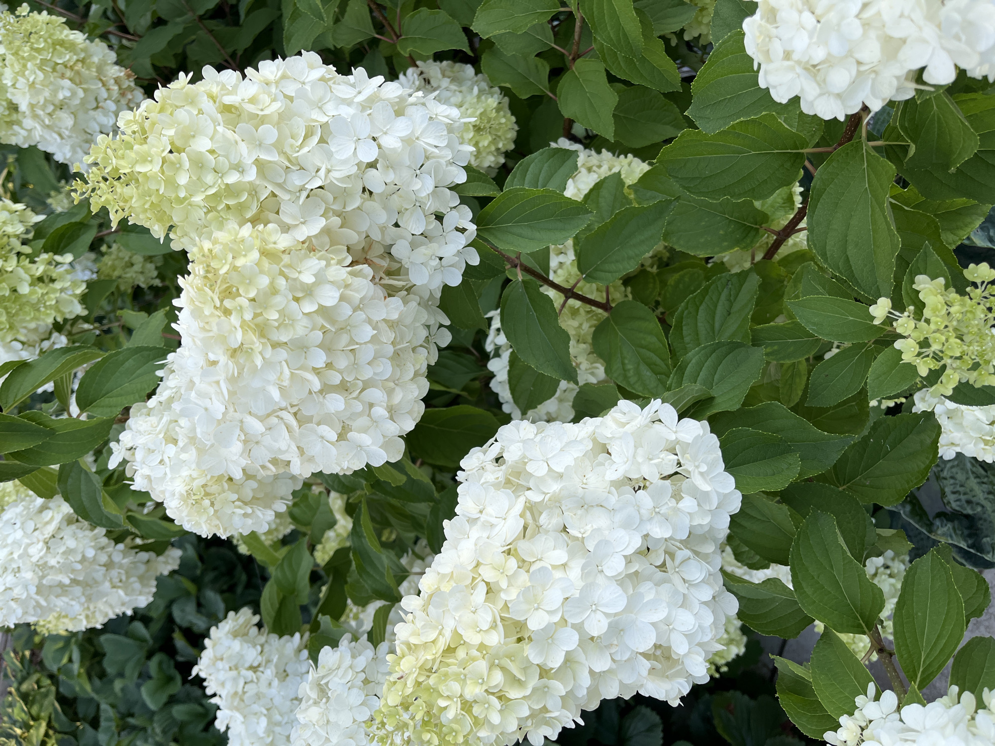 A close-up, eye-level shot captures a cluster of blooming white hydrangeas. The flowers, packed tightly together in cone-shaped panicles, display a range of colors from pale green at the tips to pure white at the base. Lush green leaves, some with visible veins, surround the blossoms, creating a dense foliage backdrop. The image appears to be taken outdoors, suggesting a garden or park setting. There are no people or animals visible in the frame. The lighting is natural, highlighting the textures and delicate petals of the flowers.