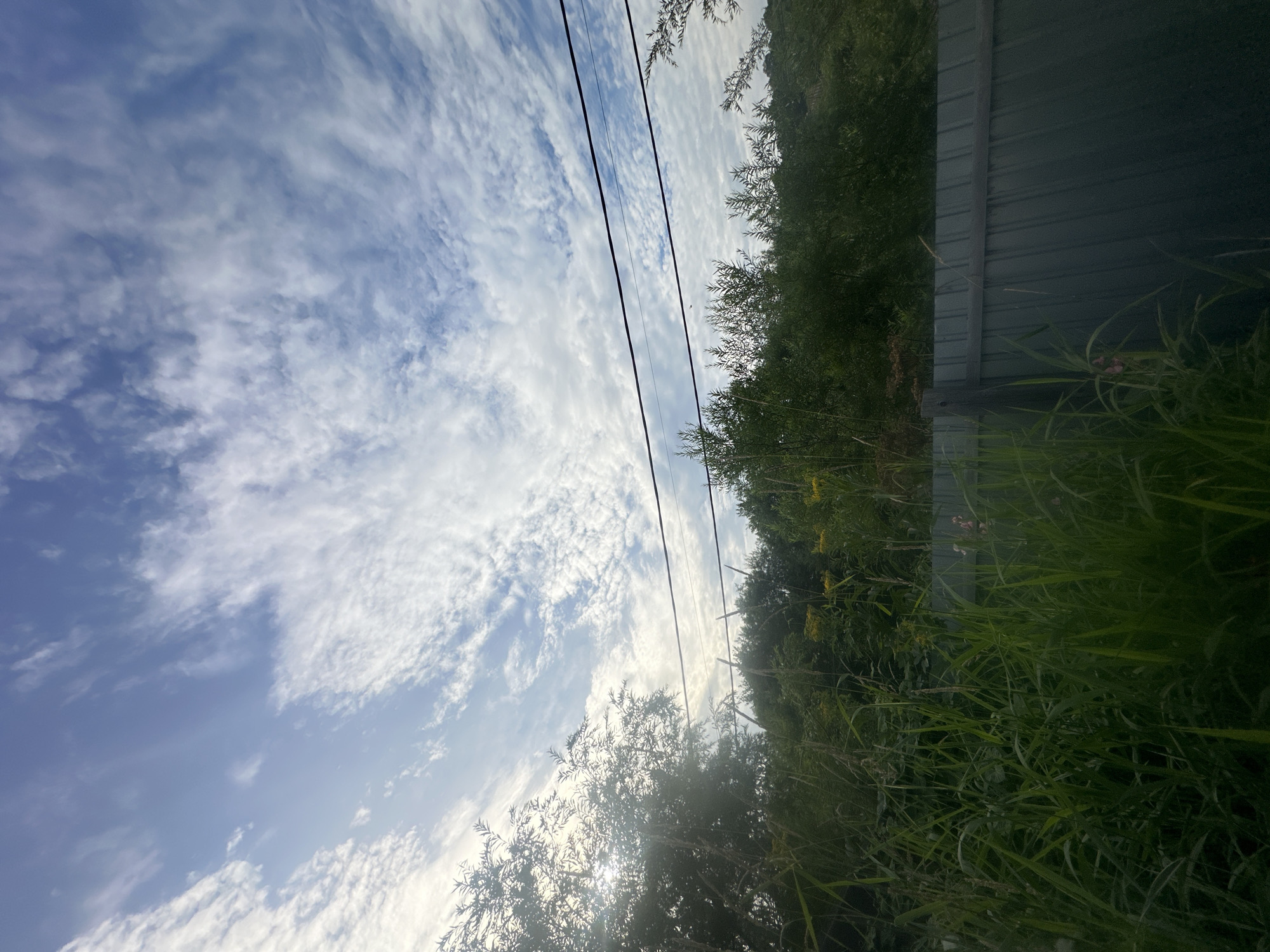A low-angle, vertical shot captures a rural scene with a cloudy sky. In the foreground, tall green grass and foliage are visible, with a dark green corrugated metal fence running horizontally across the lower portion of the frame. Behind the fence, dense green trees and bushes form a backdrop. Three dark electrical wires are strung across the upper part of the image, against the backdrop of a blue sky filled with wispy white clouds. Sunlight filters through the leaves of a tree on the left side of the frame, creating lens flare. The scene is located in the city of Petropavlovsk-Kamchatsky, Russia.
