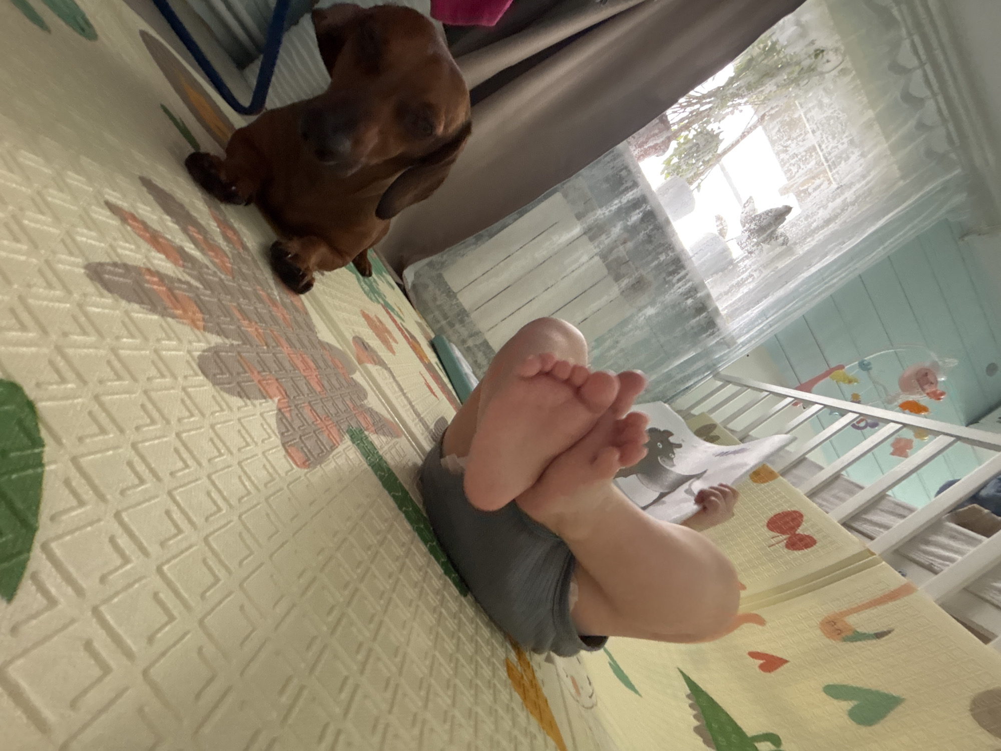 A slightly tilted, high-angle indoor photograph captures a domestic scene featuring a dog and a baby. In the upper left quadrant, a brown, short-haired dachshund dog is seen on a textured playmat, its gaze directed towards the right side of the frame. The playmat features a light-colored background with colorful patterns, including green alligators and red/pink hearts.
In the lower right, the bare legs and feet of a baby or toddler are visible. The baby is lying on its back, wearing gray diaper shorts or similar attire, with its feet curled upwards. Its hands are holding a white object, possibly a book or paper, which is partially obscured.
The background shows a home interior, likely a nursery or play area. A white crib with vertical slats is visible on the right, adorned with hanging colorful toys or a mobile. Above the crib, a large window is present, covered by a sheer white curtain or blinds, through which bright daylight illuminates the room. Outside the window, the tops of trees are discernible, indicating a daytime setting with clear weather. A white radiator is installed beneath the window.
The image conveys a peaceful and intimate atmosphere, capturing a moment of a baby at play with the family dog nearby. No discernible text is visible within the frame. The scene takes place within a home in Раздолье, Russia.