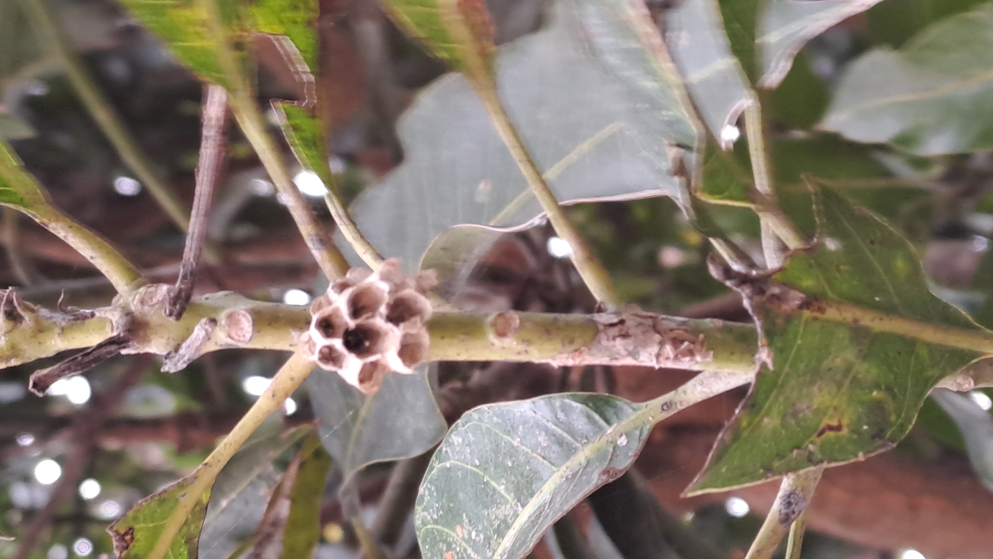 An image captures a small, hexagonal wasp nest attached to the trunk of a tree in Cotkuta, Indonesia. The nest, made of a papery material, is light brown and appears to be empty. The tree has several green leaves, some of which are damaged or discolored. The background is blurred, showing more branches and foliage, with some out-of-focus white circular shapes that could be sunlight filtering through leaves or possibly distant lights. The overall scene is natural, with the focus on the wasp nest as a distinct object within its environment.