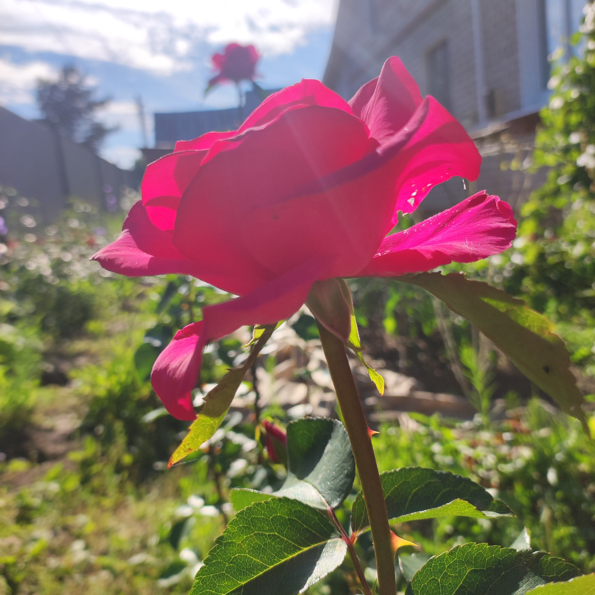 This media file captures a close-up, low-angle view of a vibrant pink rose in a garden setting, likely in Navoloki, Russia. The rose is the primary subject, its petals illuminated by bright sunlight, creating a slight lens flare effect and highlighting water droplets on its surface. The flower is in full bloom, with some petals slightly curled and others appearing delicate and translucent.
In the background, other elements of the garden are visible. Another rose, also pink and out of focus, can be seen further back. Lush green foliage and other plants fill the midground and background, suggesting a well-tended garden. A hint of a building, possibly a house with a brick facade, is discernible in the upper right portion of the image, along with a fence line in the left background.
The time of day appears to be morning or early afternoon, as indicated by the strong sunlight casting shadows and creating highlights. The weather seems to be clear and sunny, contributing to the vibrant colors of the scene. The overall mood is peaceful and serene, evoking the beauty of nature and a quiet summer day. There is no visible text in the image.