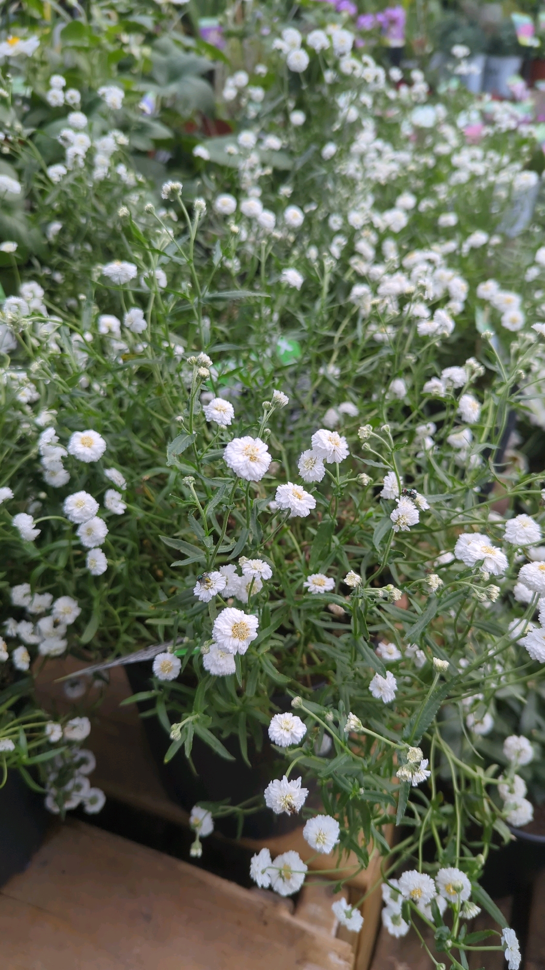 The image shows a close-up view of a dense planting of small white flowers with yellow centers. The flowers are on thin, green stems with narrow leaves. There are also some unfurled buds. The background is blurry and consists of more of the same flowers and foliage, along with hints of other plants and possibly pots or containers. The scene appears to be an outdoor setting, possibly a garden center or a market, given the abundance of plants. Two small insects, possibly flies, are visible on some of the flowers. The lighting suggests it is daytime. The image quality is sharp, allowing for clear detail of the floral subjects.